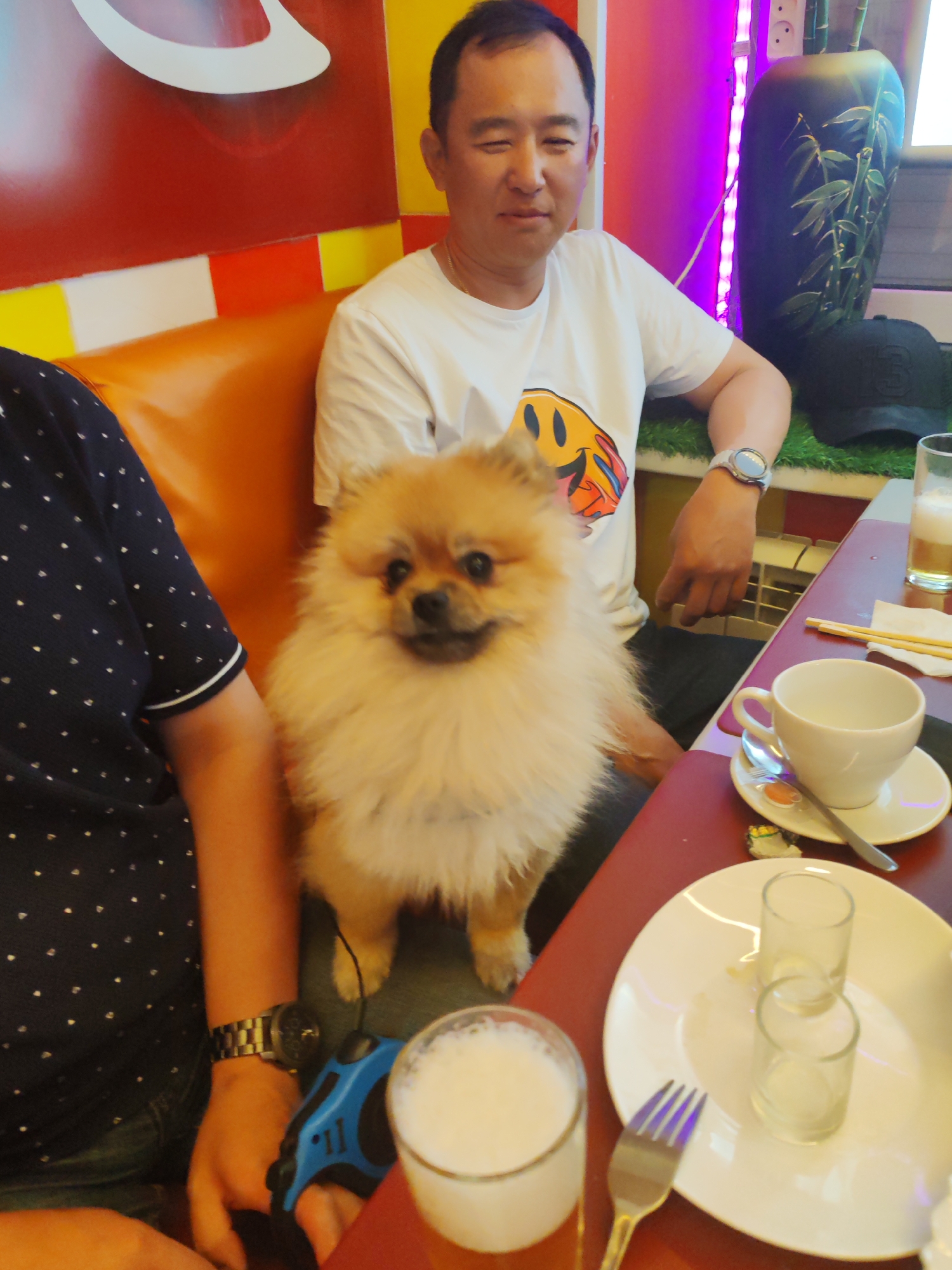 Pomeranian and peonies at a pet-friendly café in Komsomolsk-on-Amur