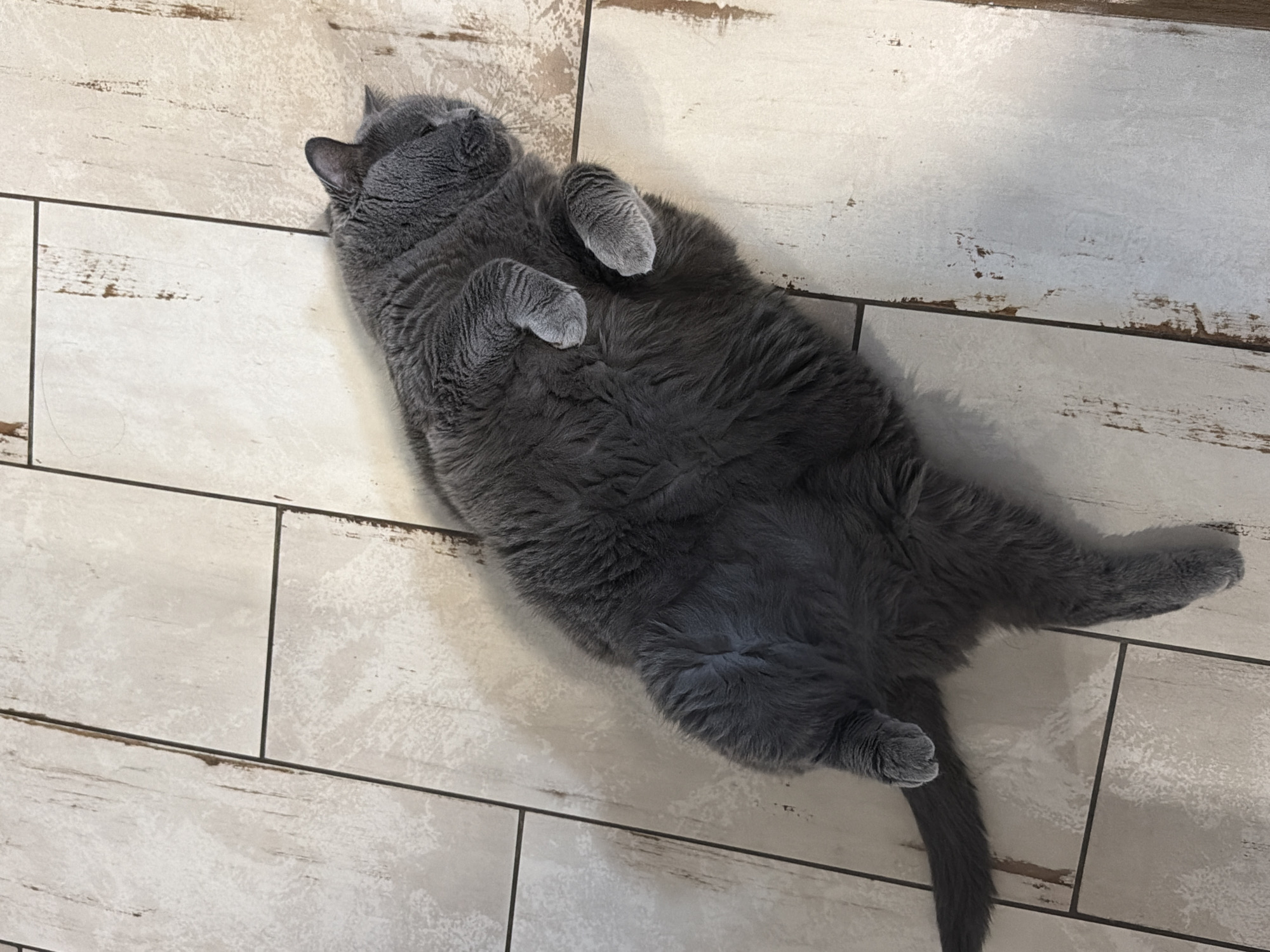 Lazy cat afternoon and homemade iced tea in a Russian home