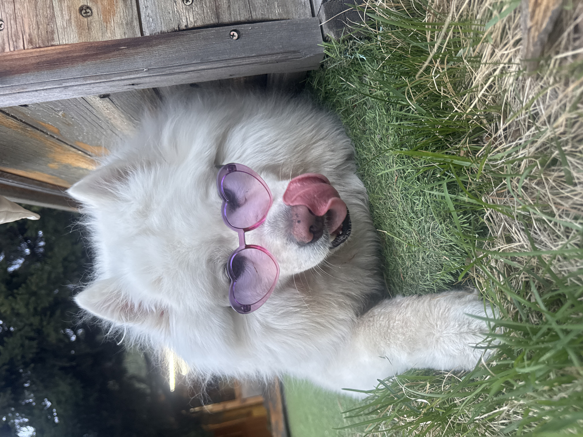Dog in sunglasses and bonfire spotted in Angara