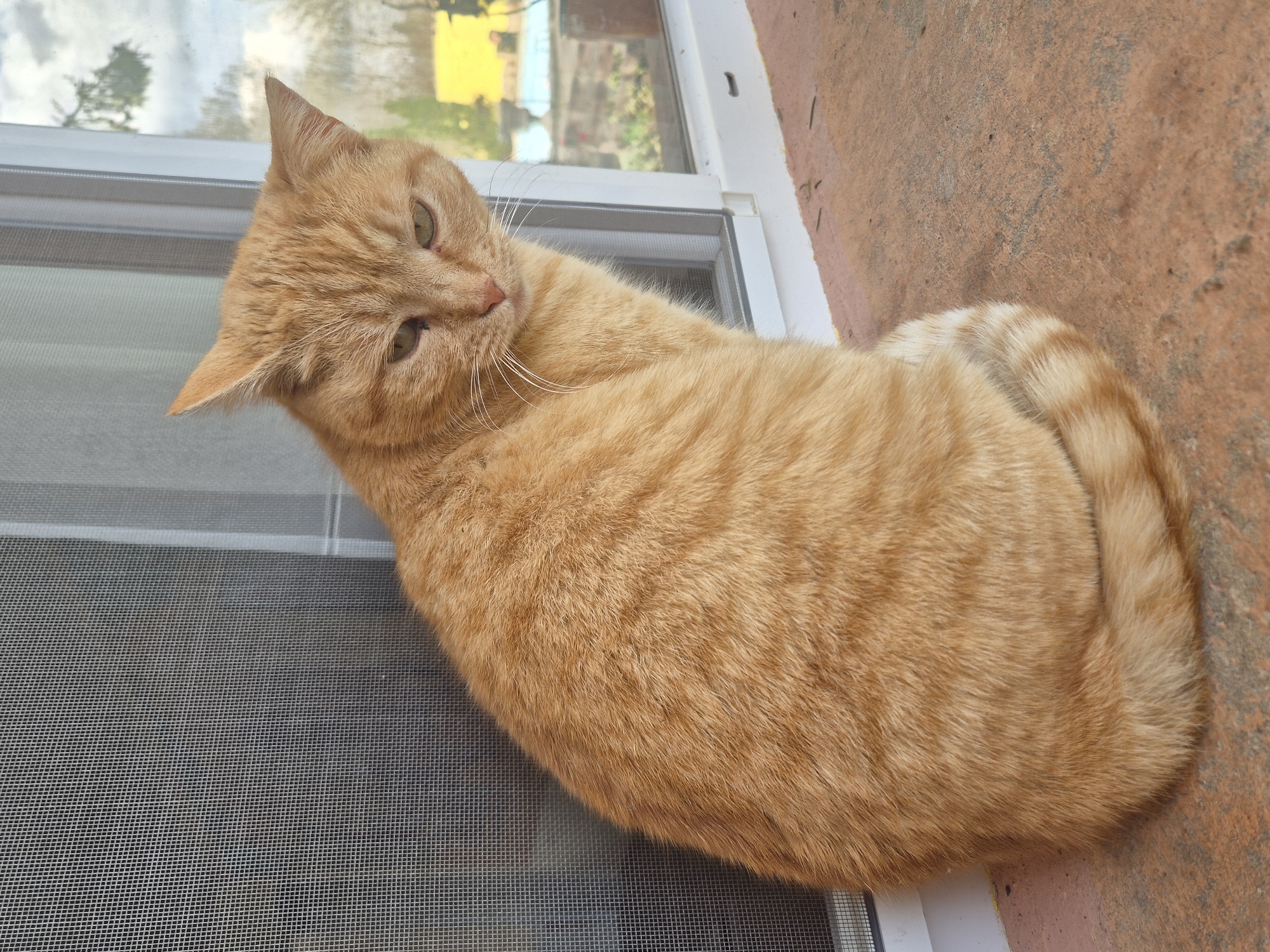 Cat and dog spotted in Pavlikeni residential area