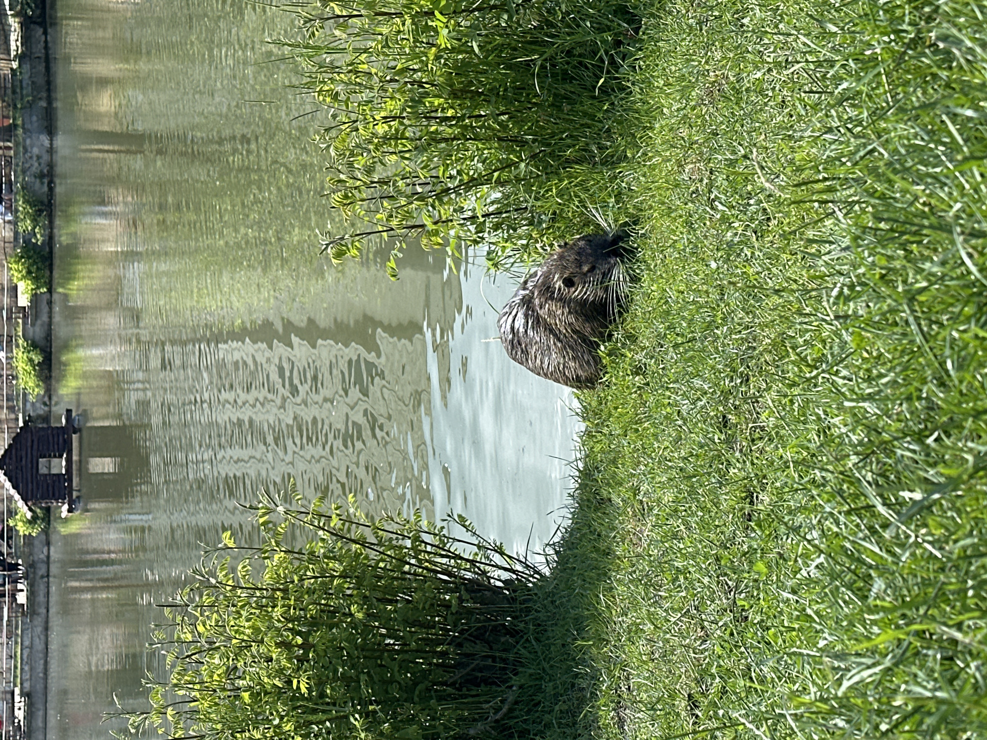 Wildlife spotted at lakeside in Stara Zagora, Bulgaria