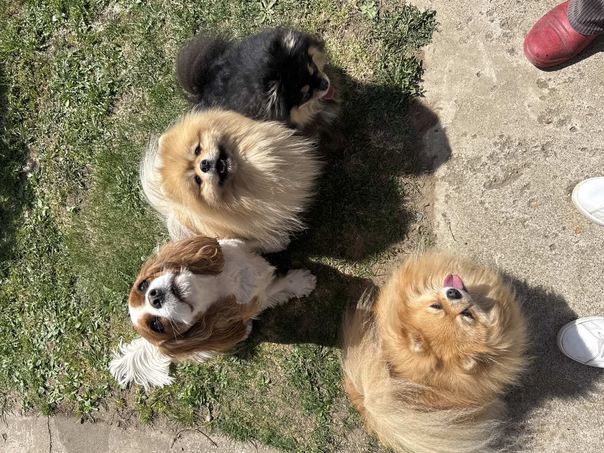 Person walks four dogs in Kharnavy yard, Russia