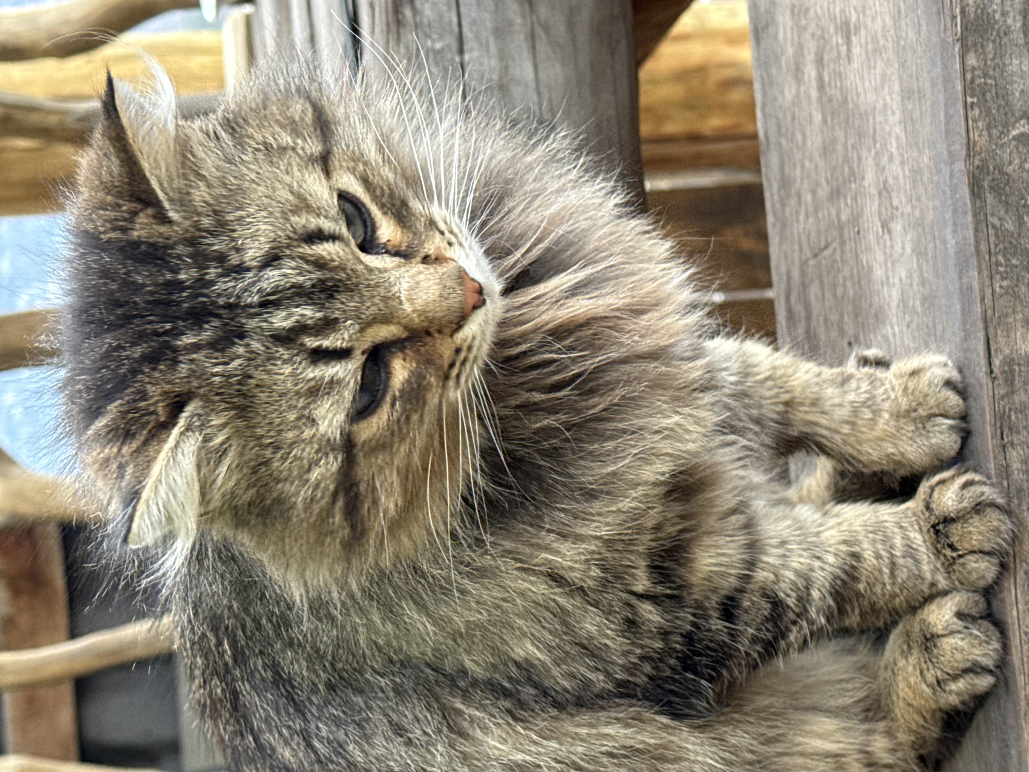 Cat and bear taxidermy photographed in rural Russian town