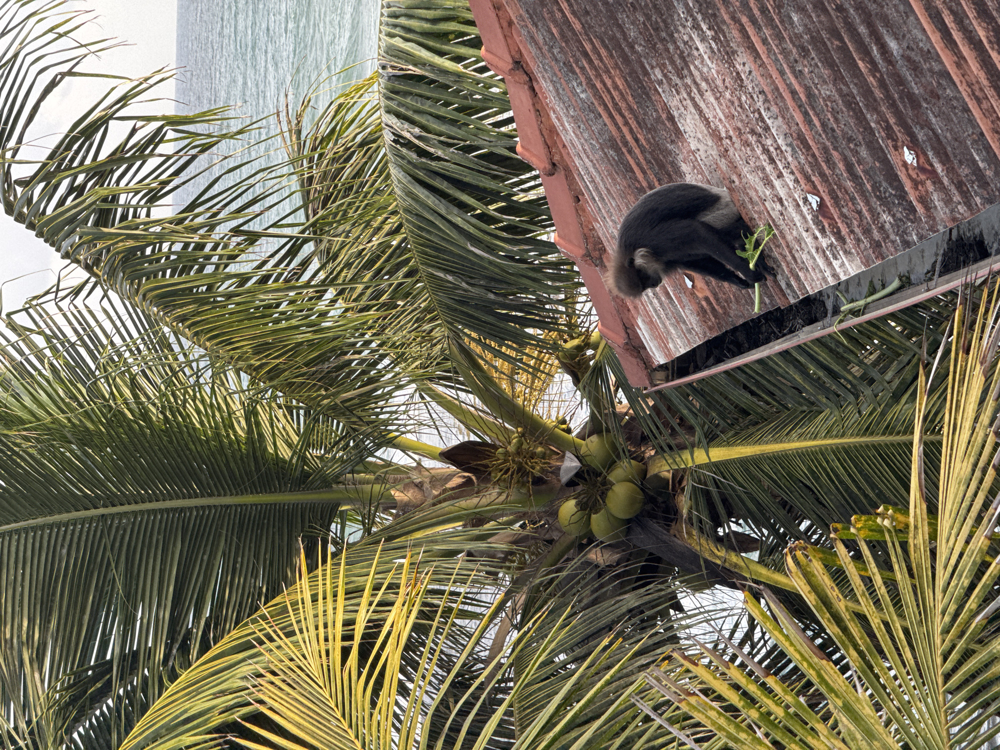 Rooftop langurs and a lazy coastal afternoon in southern Sri Lanka