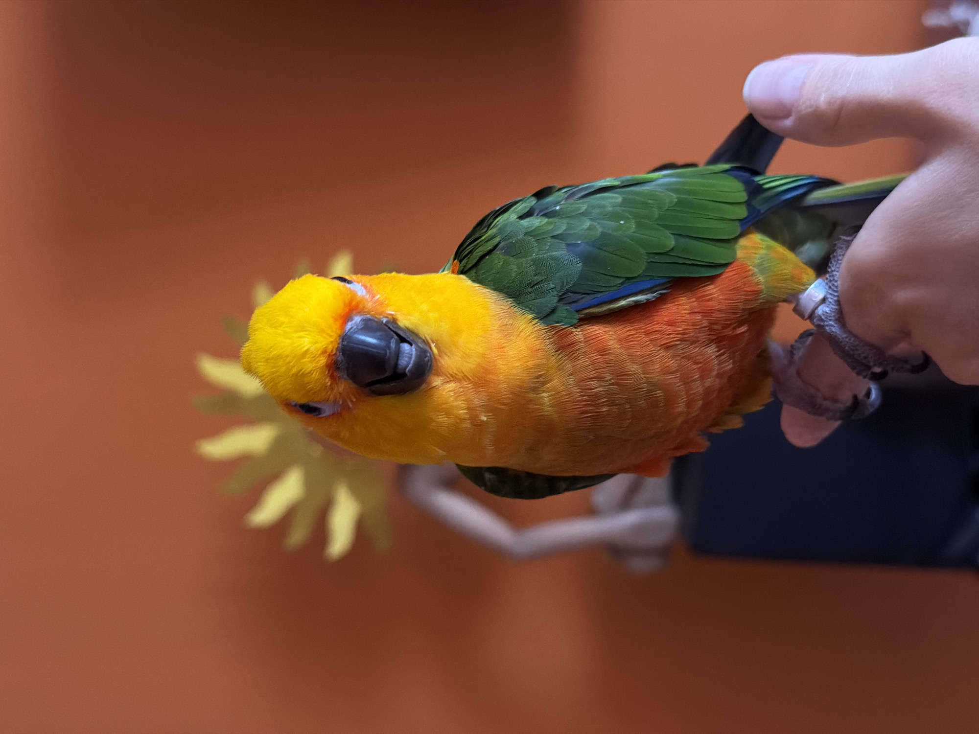 Colorful parrots interact with owner in Khimki home