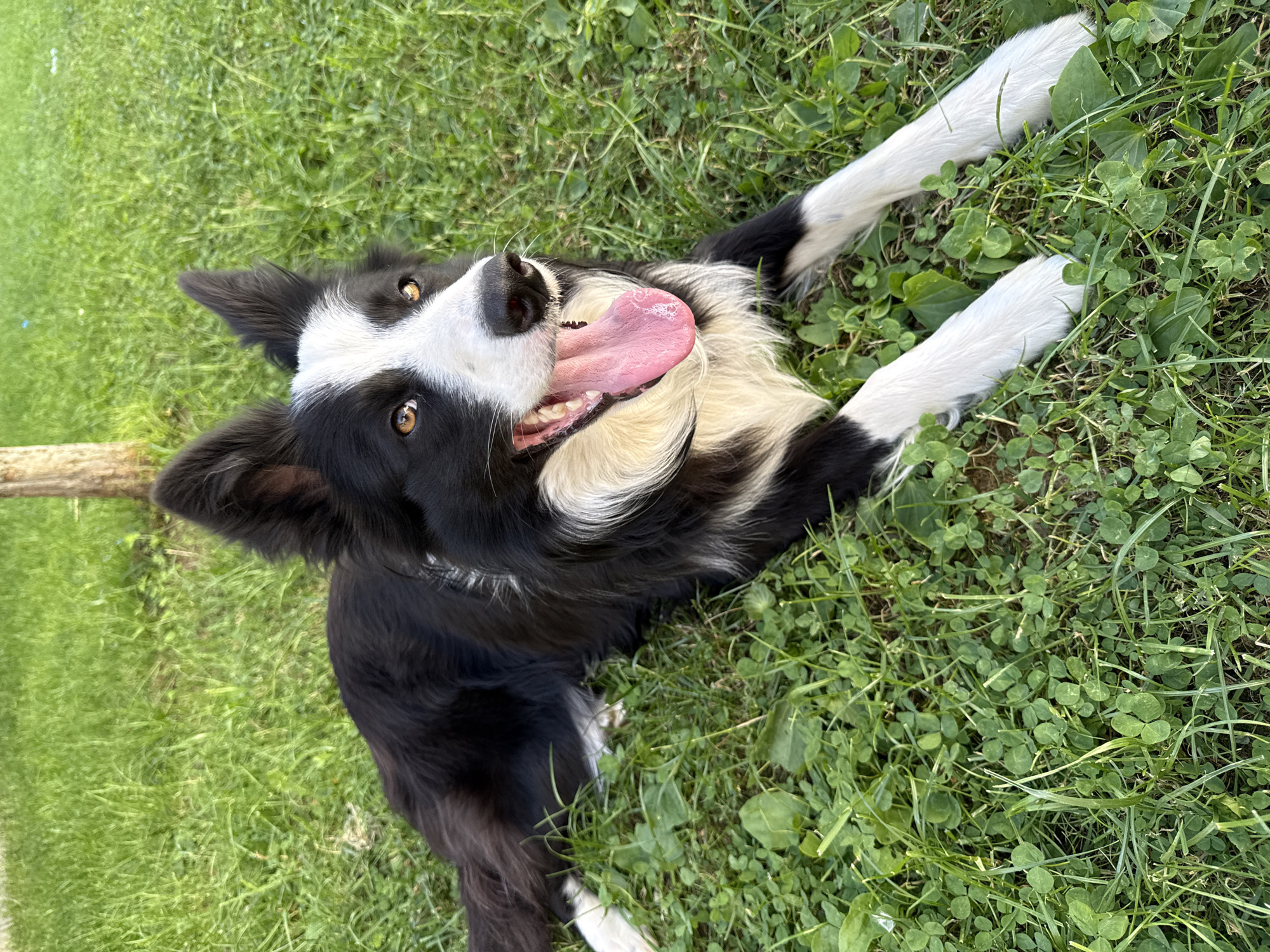 Border Collie enjoys sunny afternoon in Bulgarian grass
