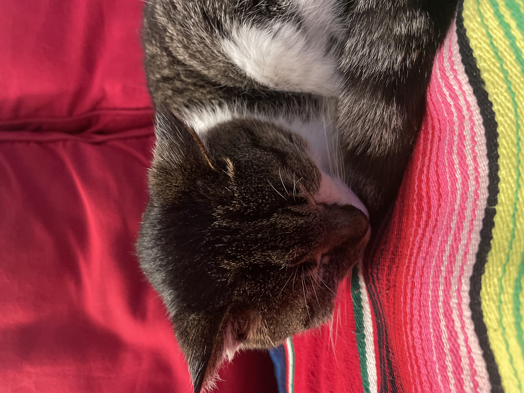 Cat sleeps on colorful blanket in Parthenay, France
