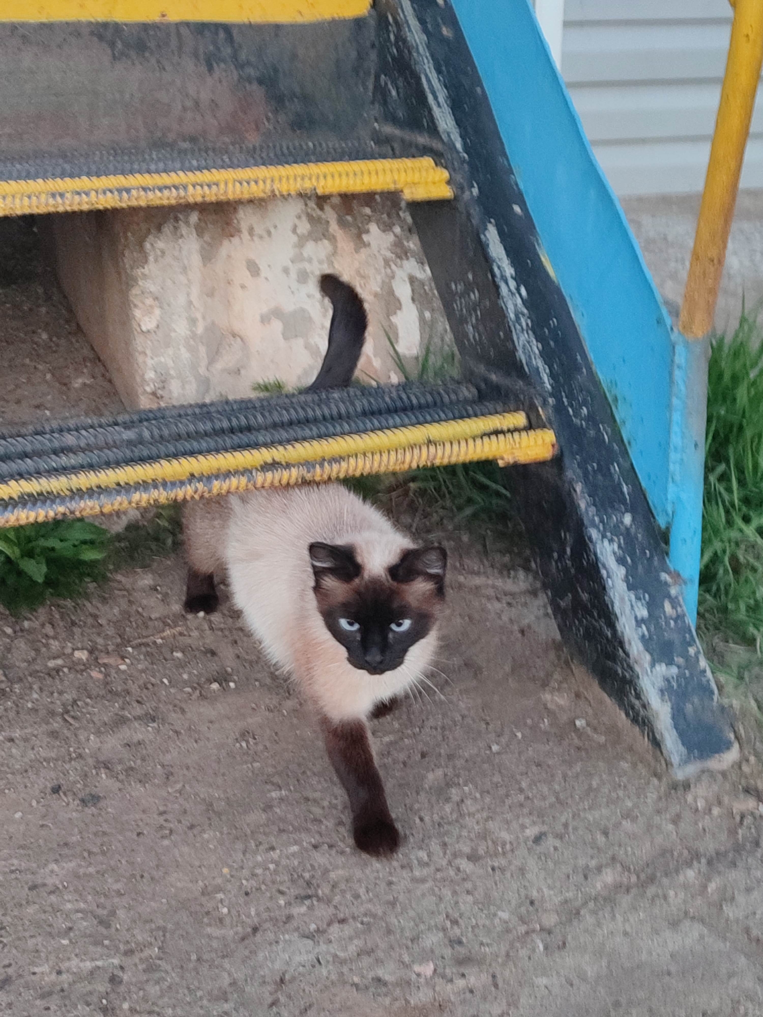 Siamese cat spotted near building stairs and concrete area