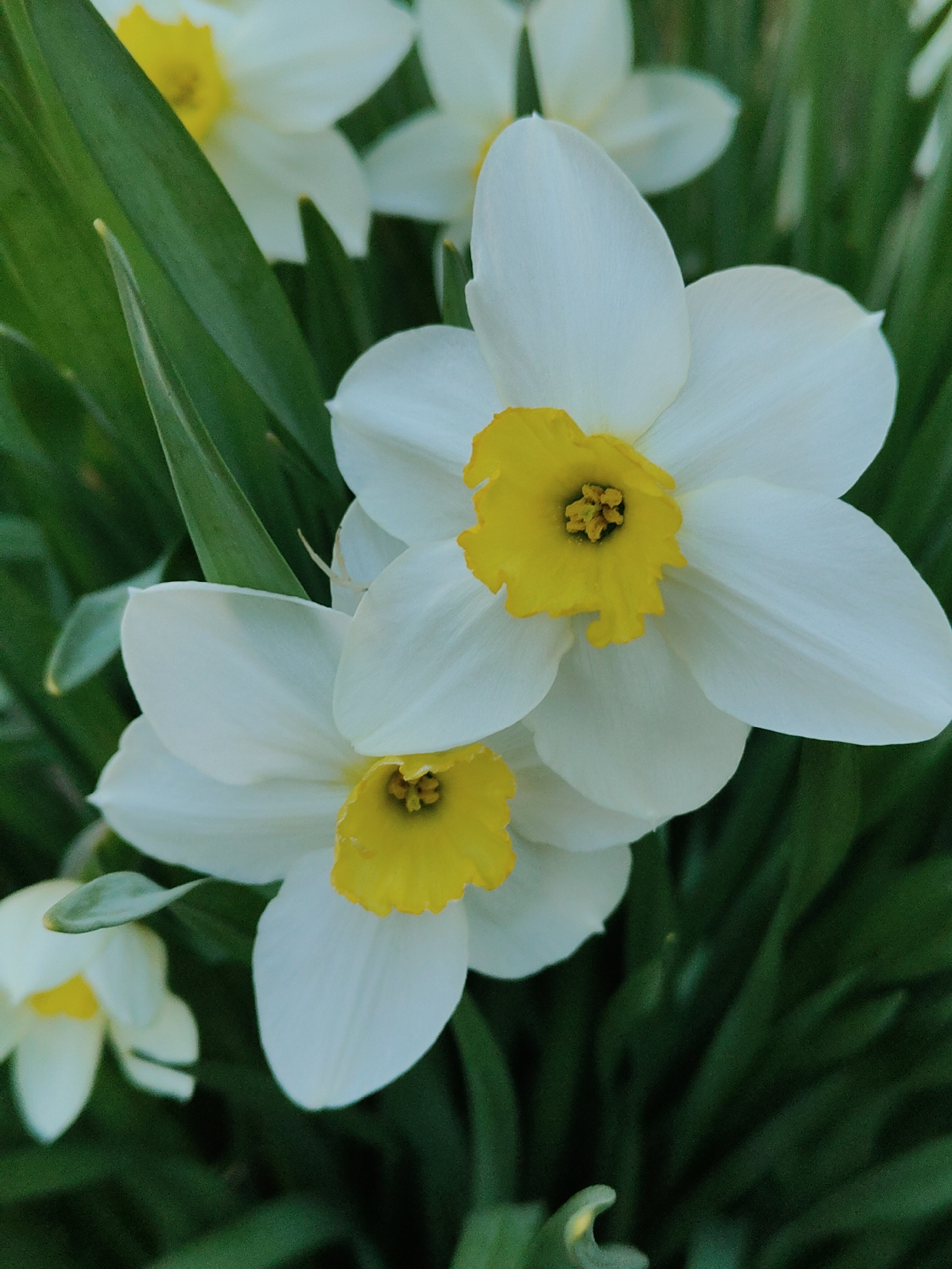 Person photographs blooming daffodils while enjoying drink outdoors