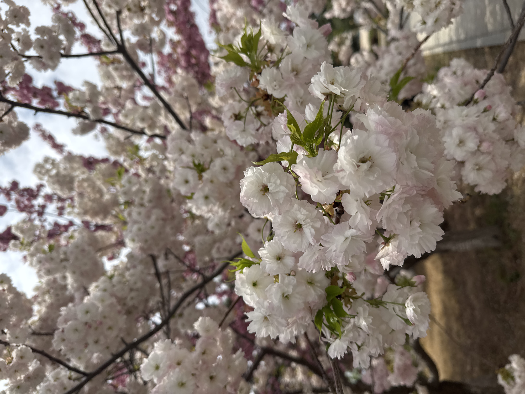 Cherry blossoms bloom in Guta, China