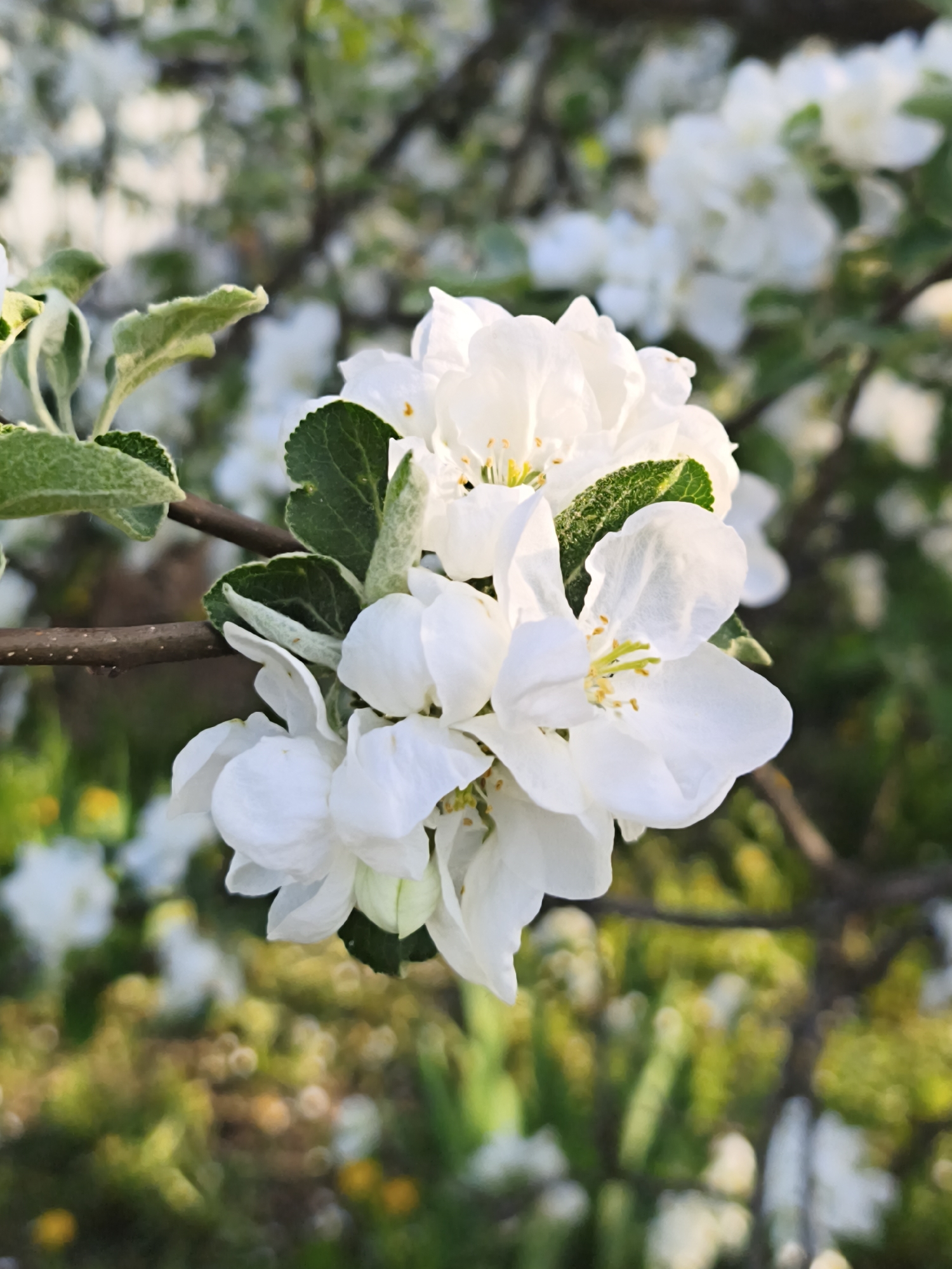 Spring blooms documented across Prikamskii, Russia afternoon