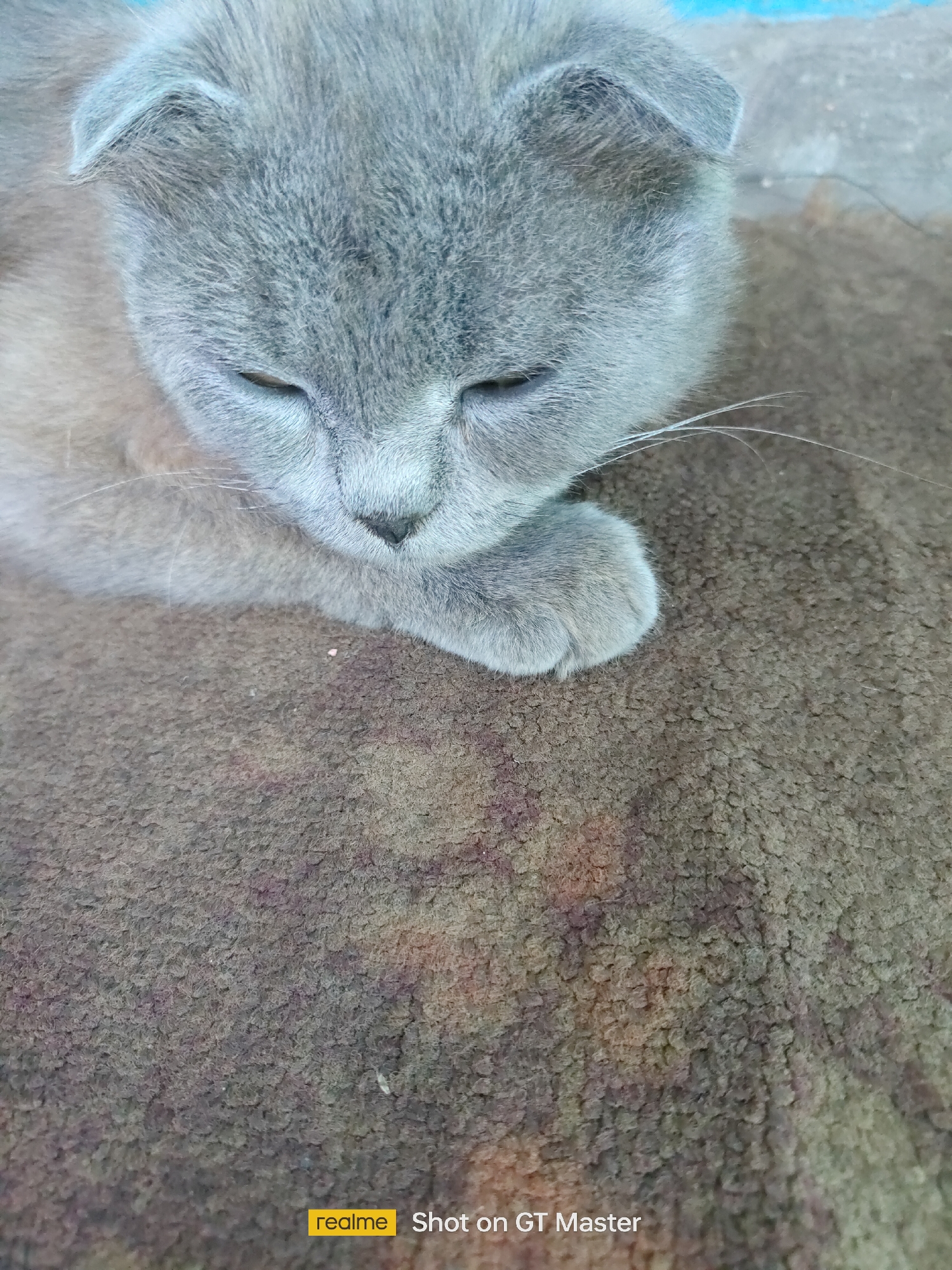 Cat napping and garden growing on a Moldovan summer morning