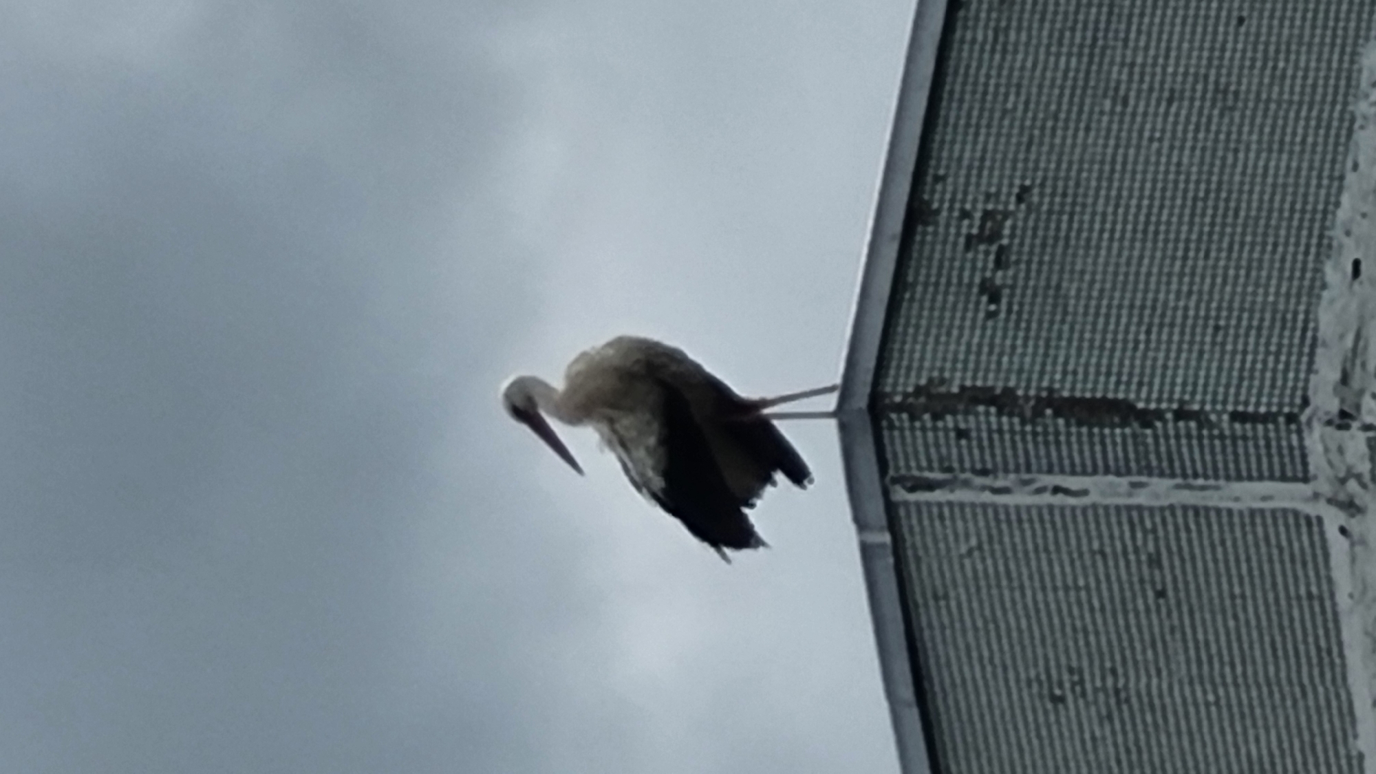 Stork perches on rooftop in Vysokoe alongside garden ornaments