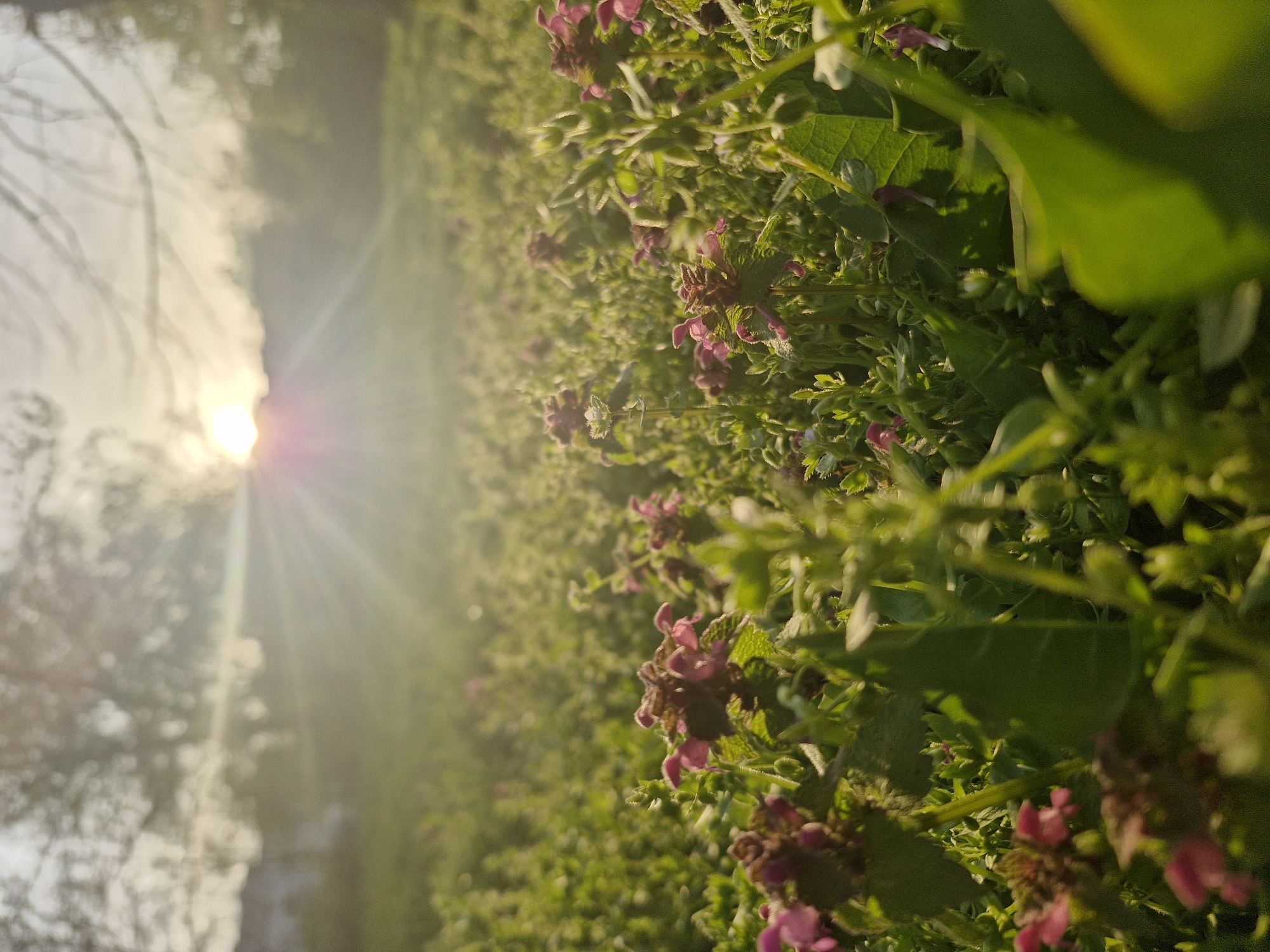 Spring sunlight illuminates Sofia vegetation and meadow scenes