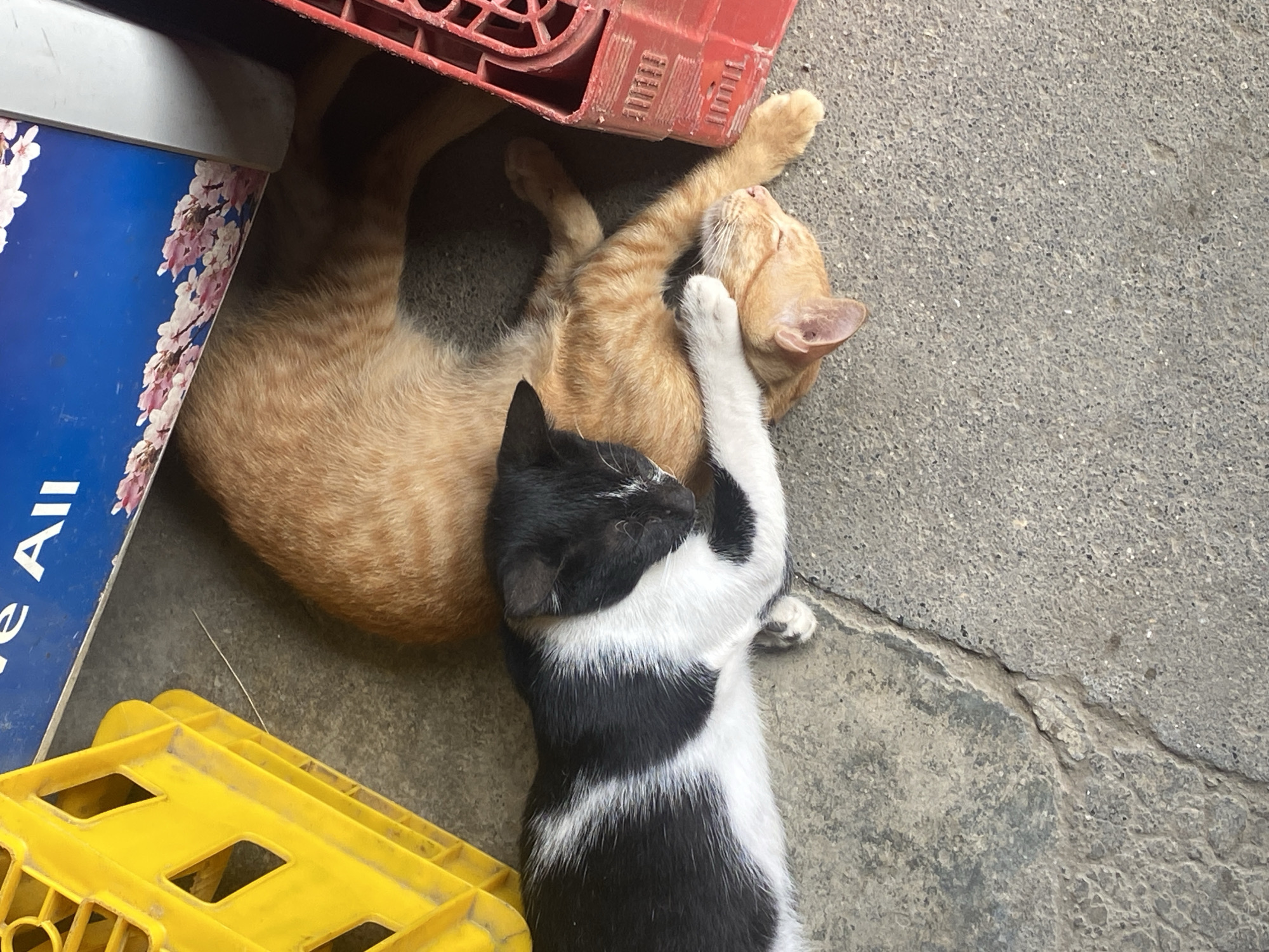 Two cats sleep peacefully on concrete in Digos