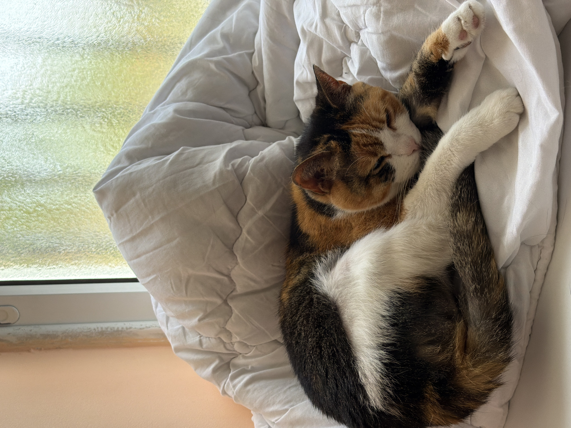 Calico cat sleeps peacefully in bedding near Tel Aviv window