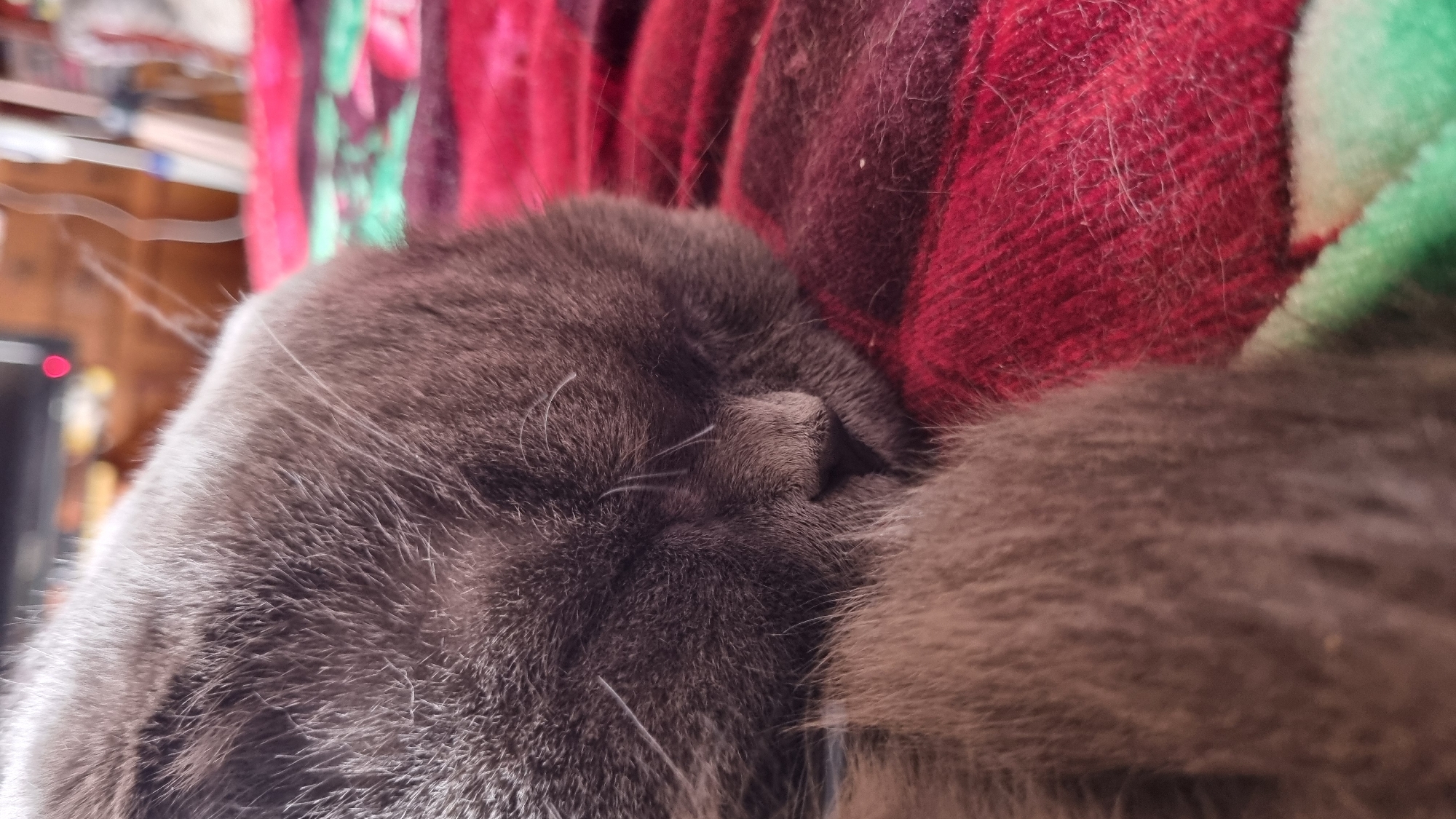 Scottish Fold cat dozing on a red blanket, Vysokoe