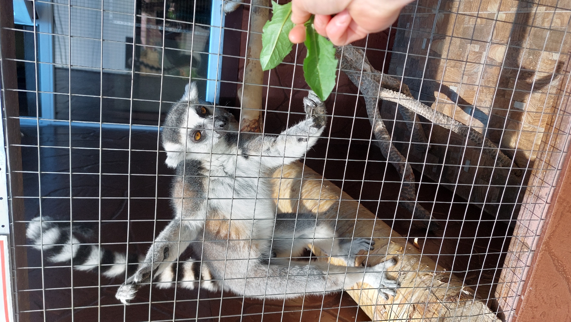 Up close with the animals at Yelizovo Zoo, Kamchatka