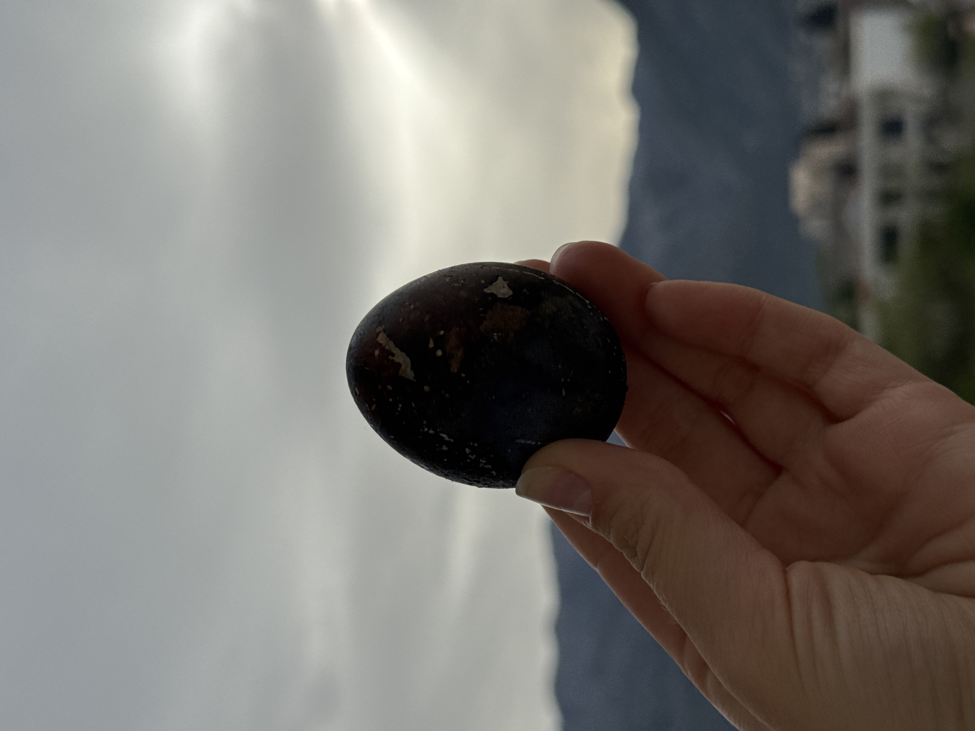 Person holds dark speckled object in Polje, Montenegro