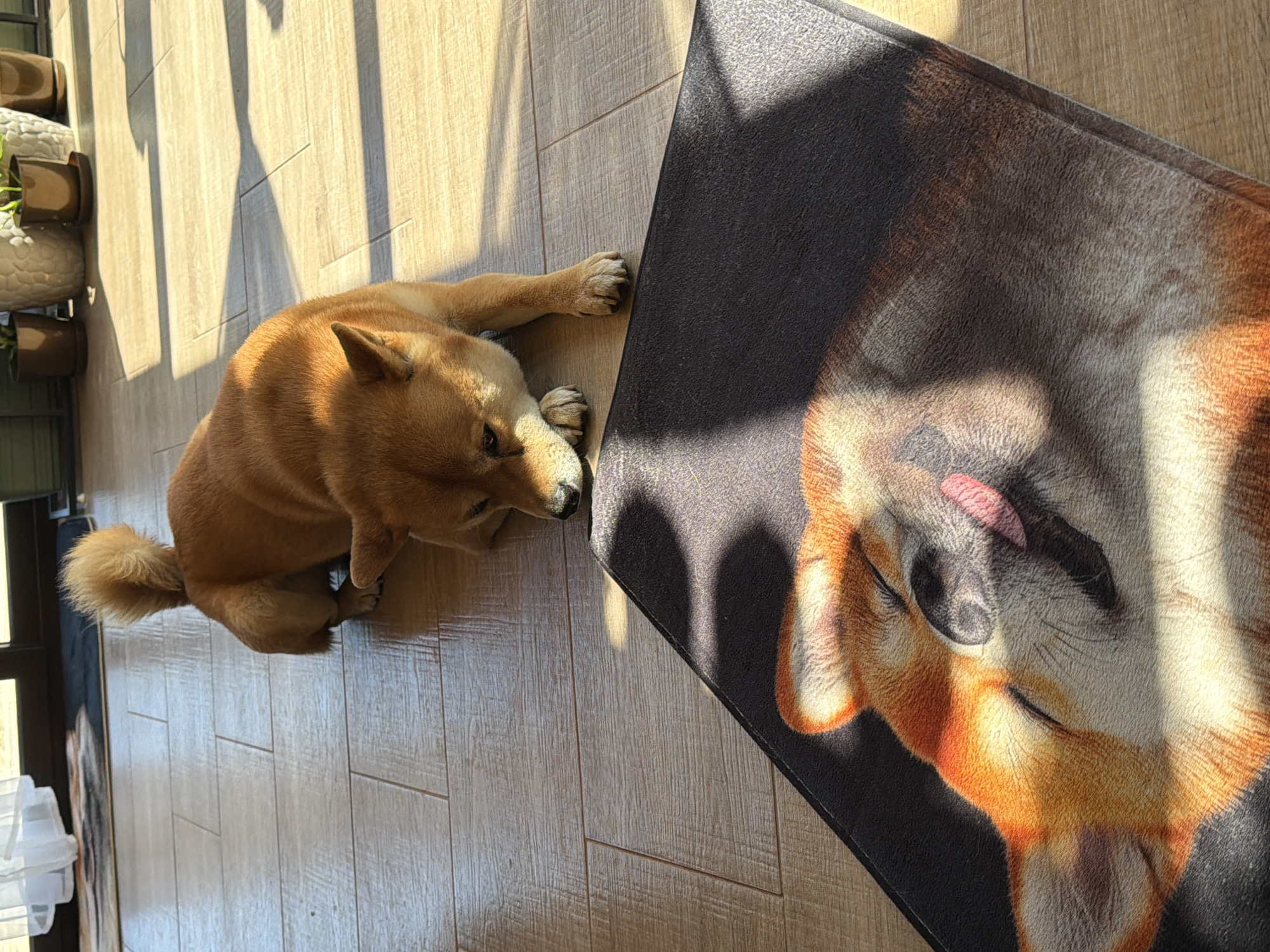 Shiba Inu and blooming roses observed in Bulgarian village