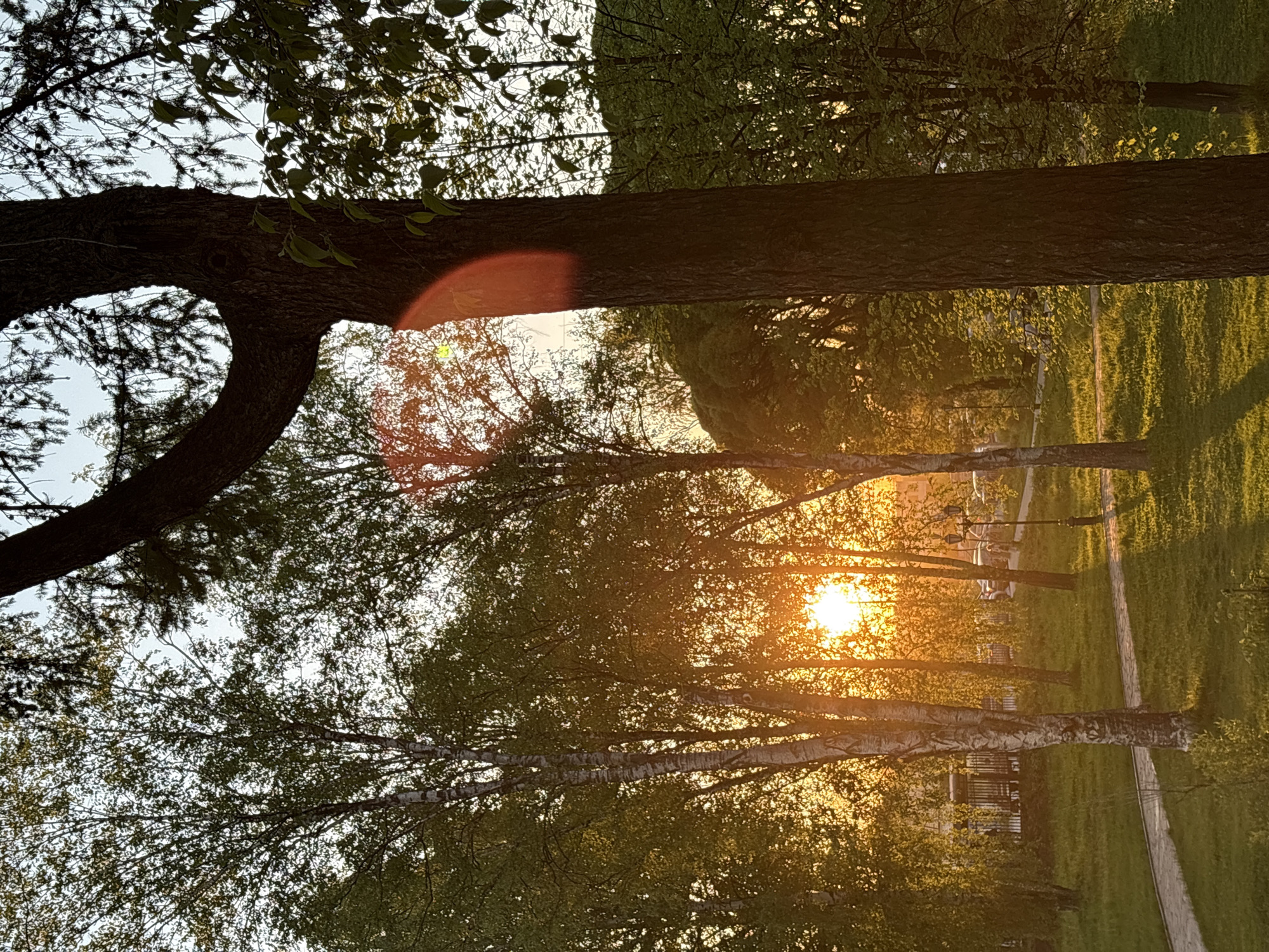 Sunset illuminates park path through birch trees in Perm