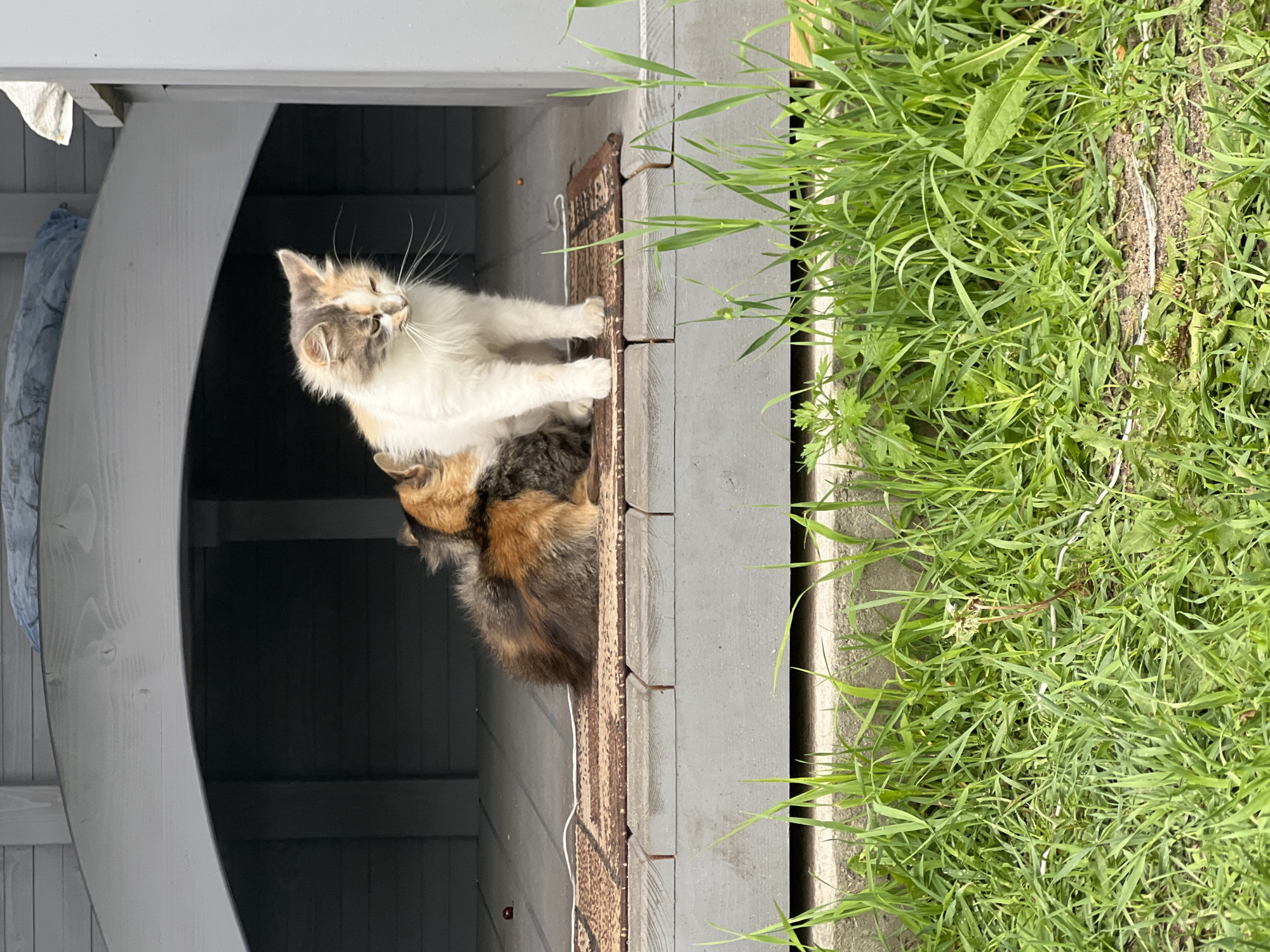 Lazy summer afternoon in a Ukrainian village, cats included