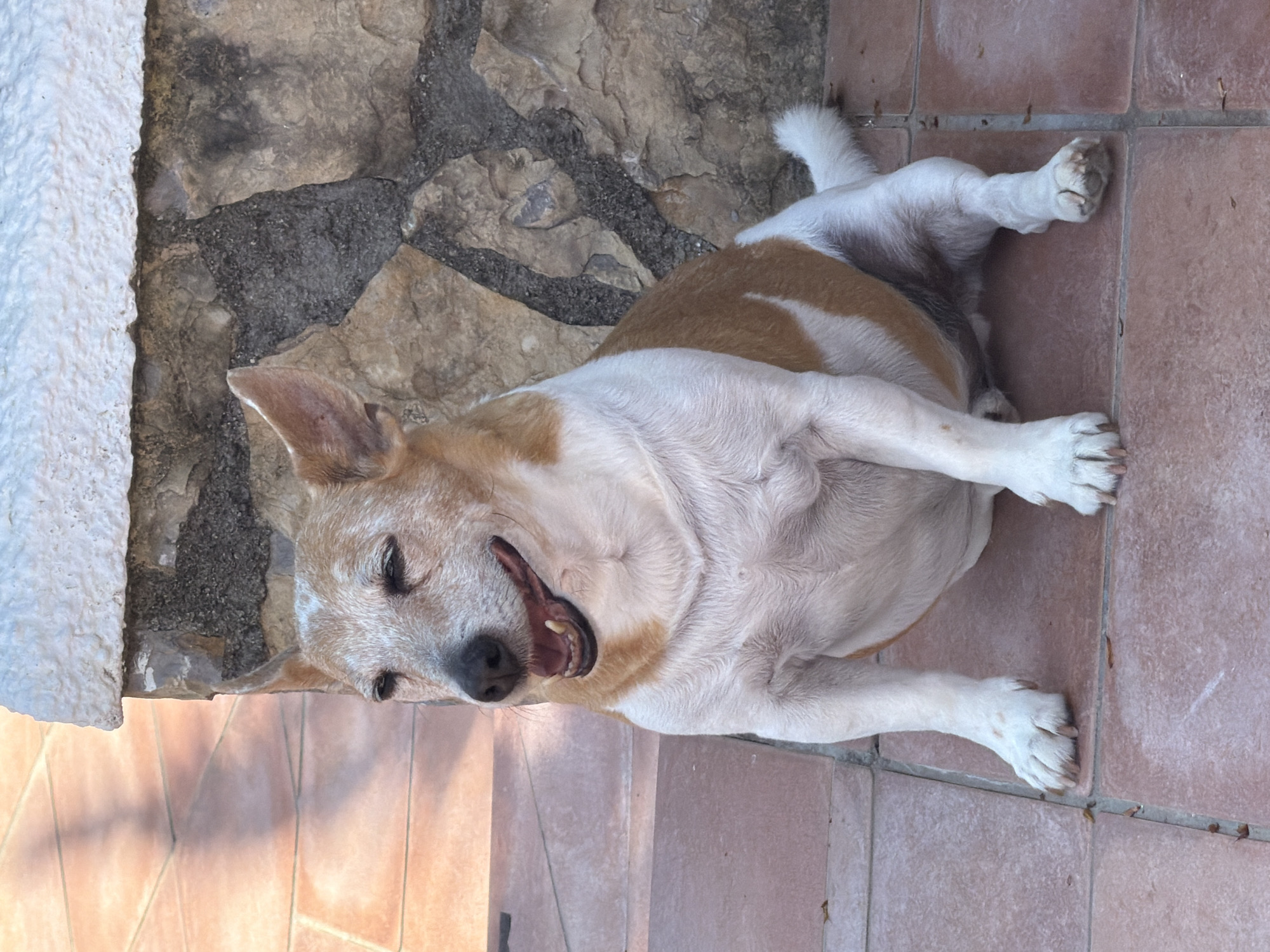 Dog relaxes by swimming pool in Spanish residential courtyard