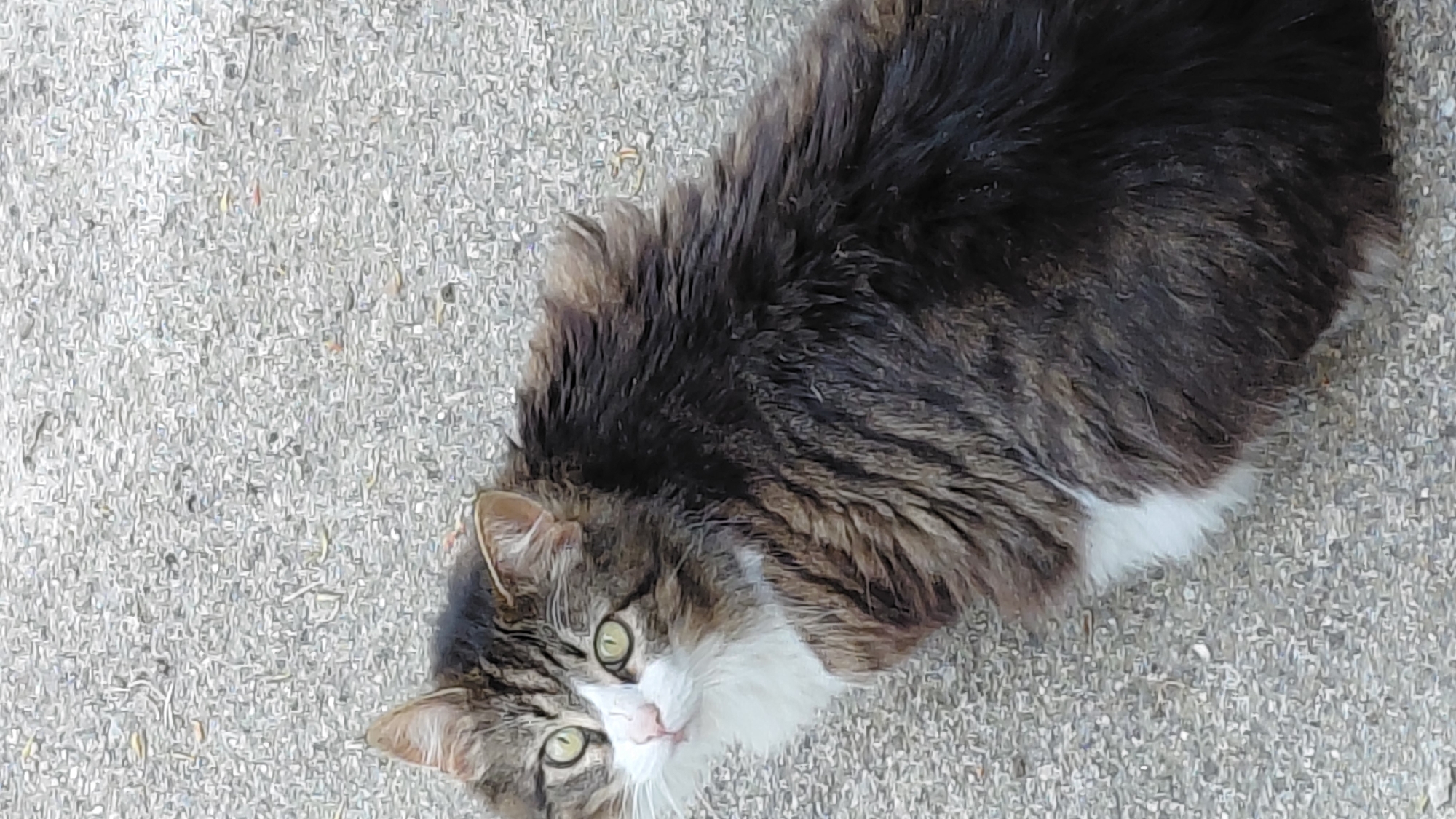 Cat and storks spotted in separate afternoon wildlife observations