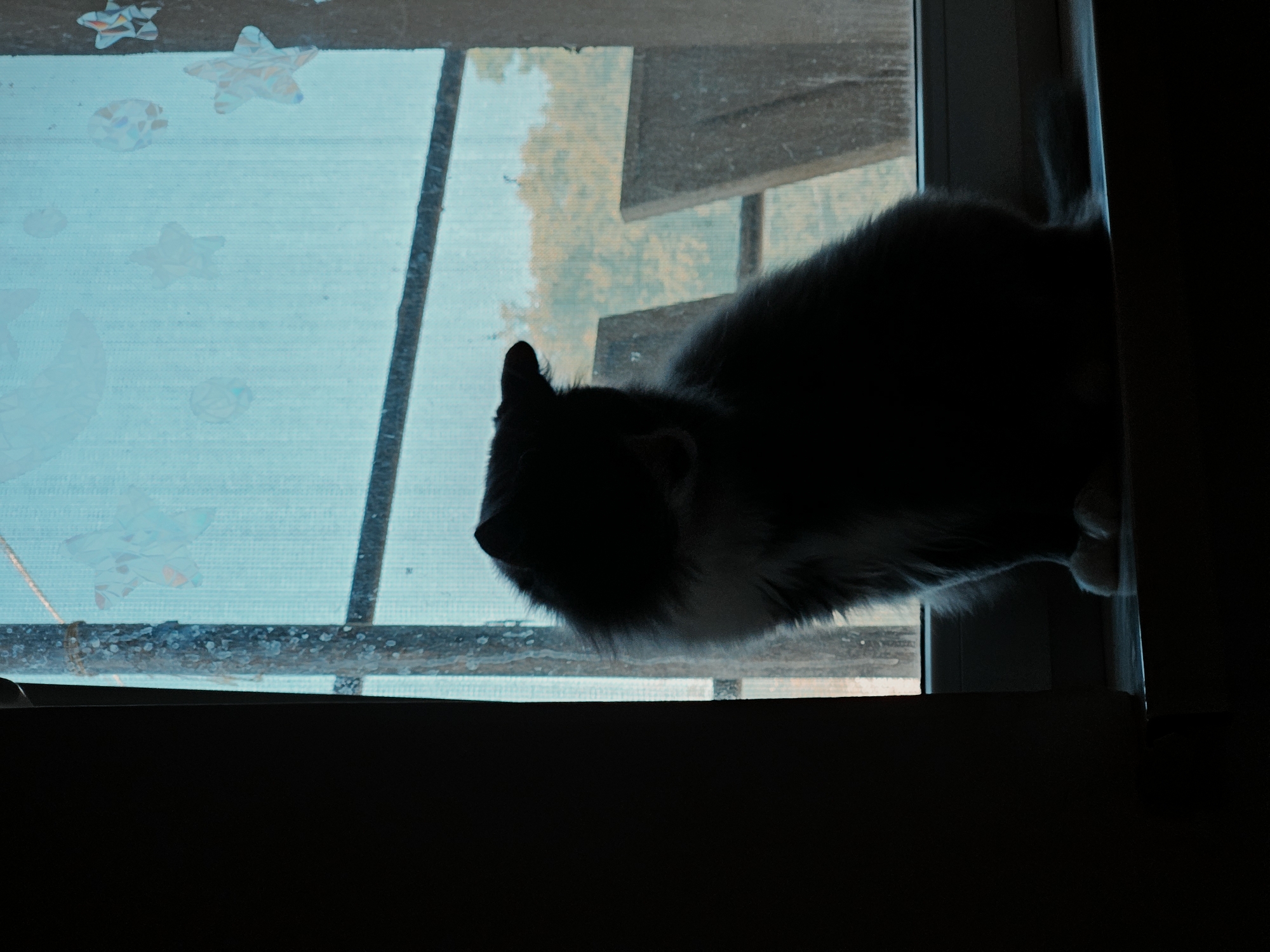 Quiet Kaliningrad morning: streets, interiors, and a cat on a windowsill