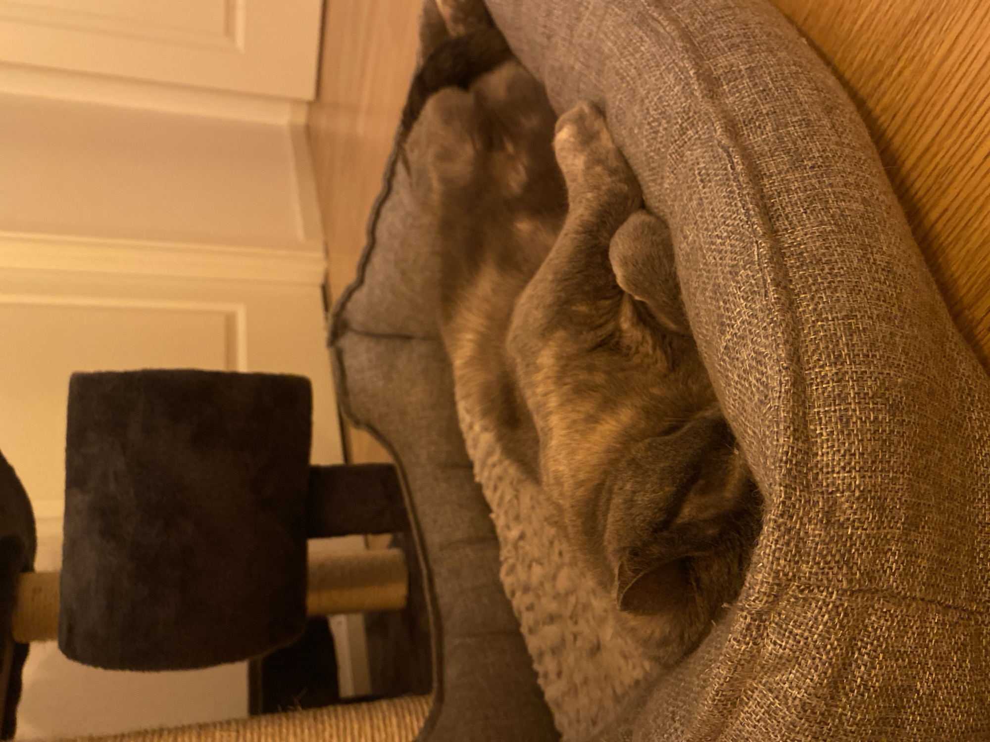 Cat resting at home receives gentle petting in Björklinge