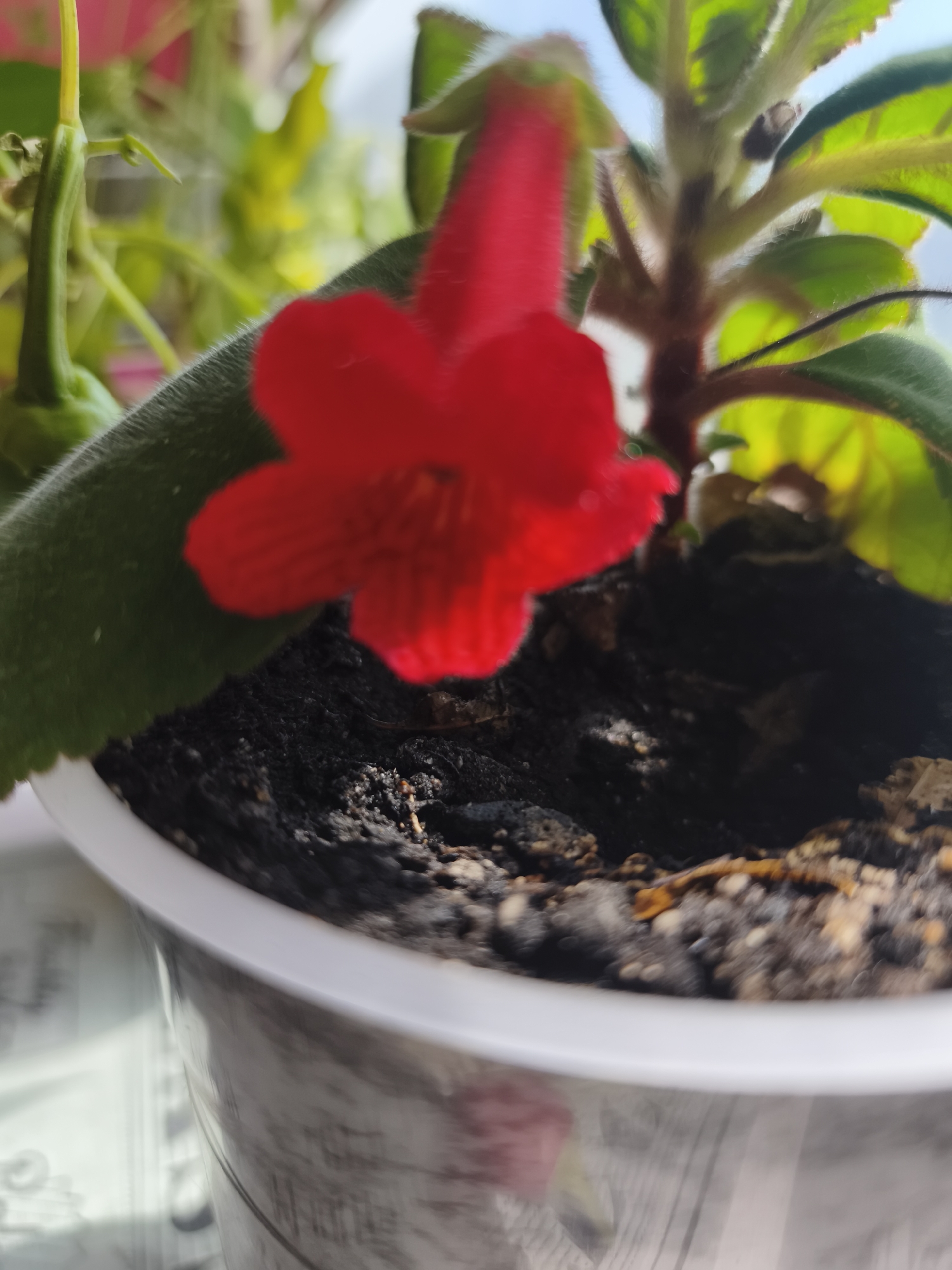 Red flowers, chili peppers, and Chișinău rooftops on a July morning