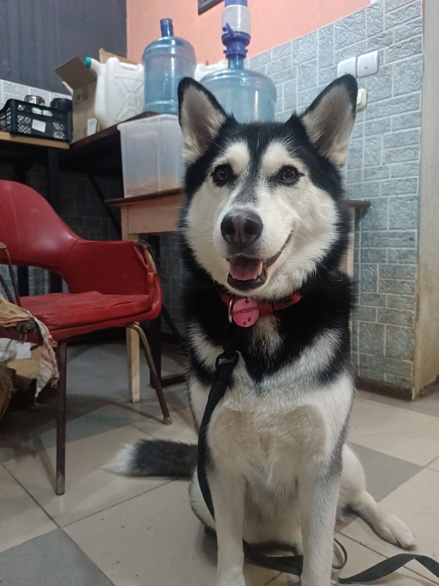 Woman poses with husky dog in casual indoor portraits