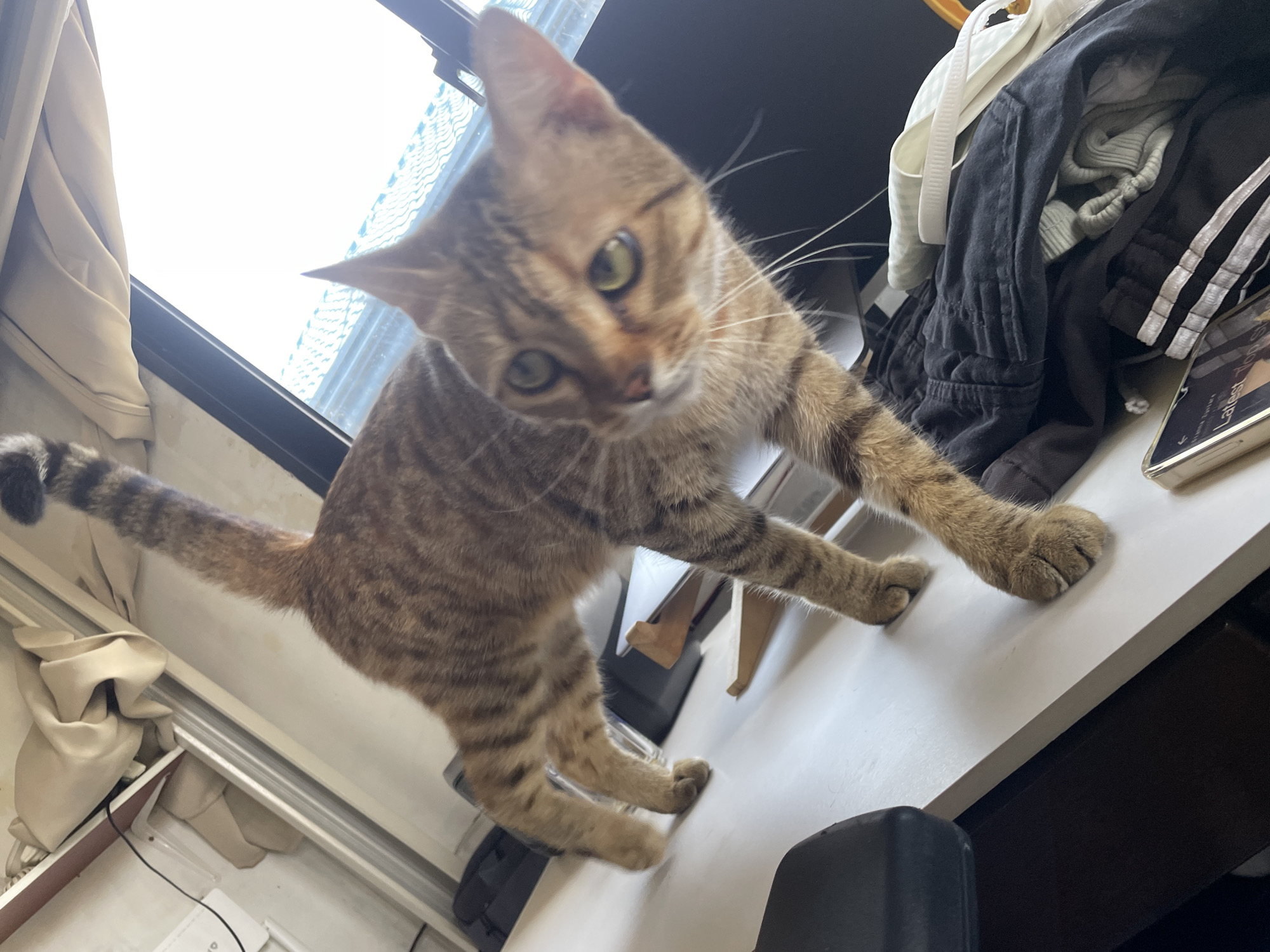 Cats go about morning routines in Davao City homes