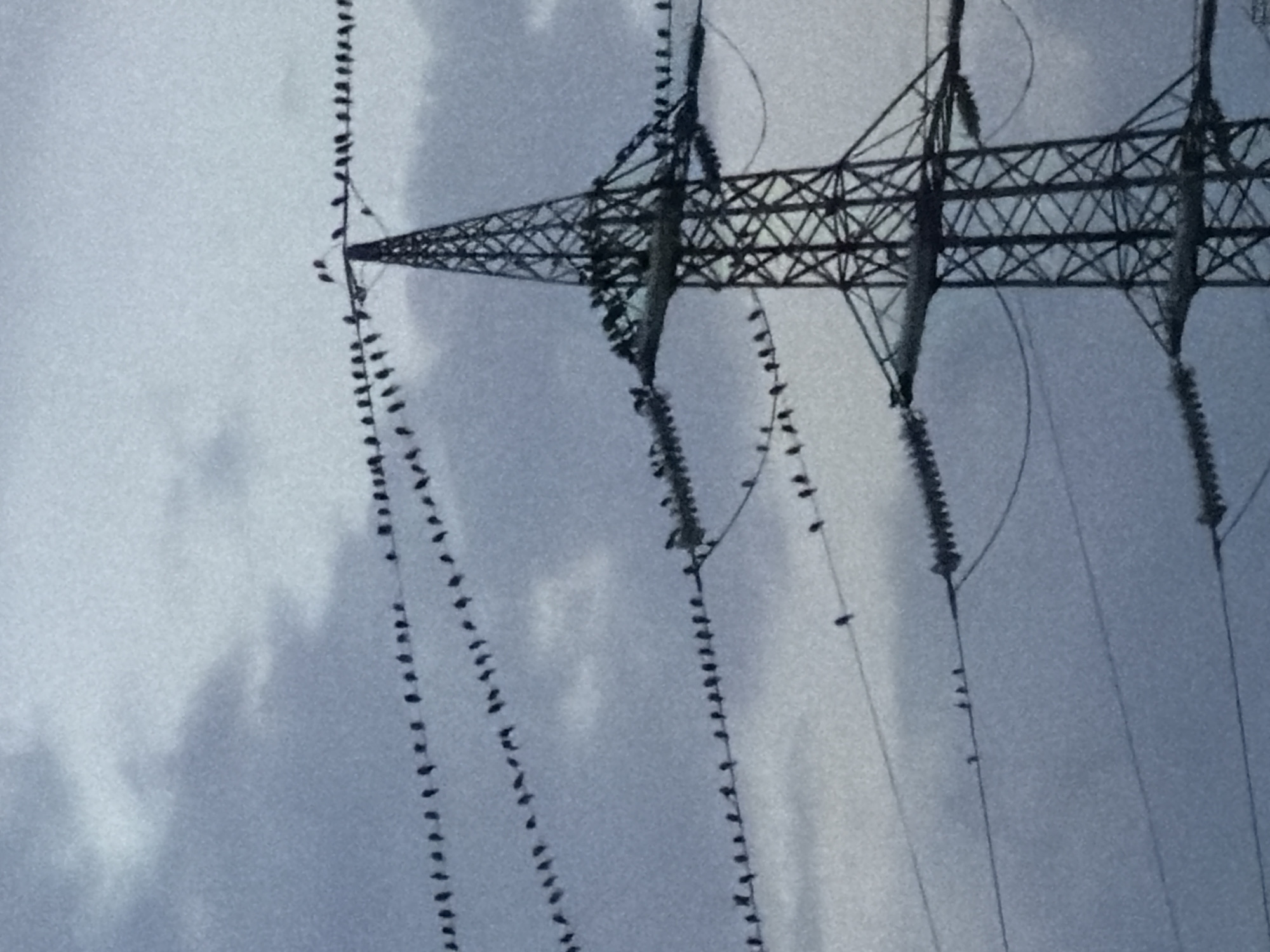 Dusk over Esch-sur-Alzette, birds on power lines