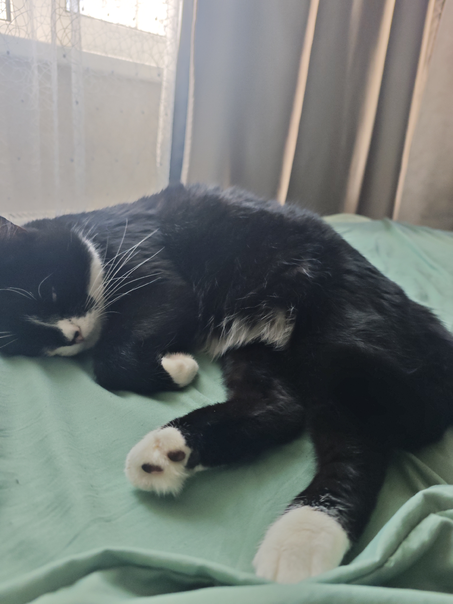 Black and white cat fully committed to a lazy morning in bed