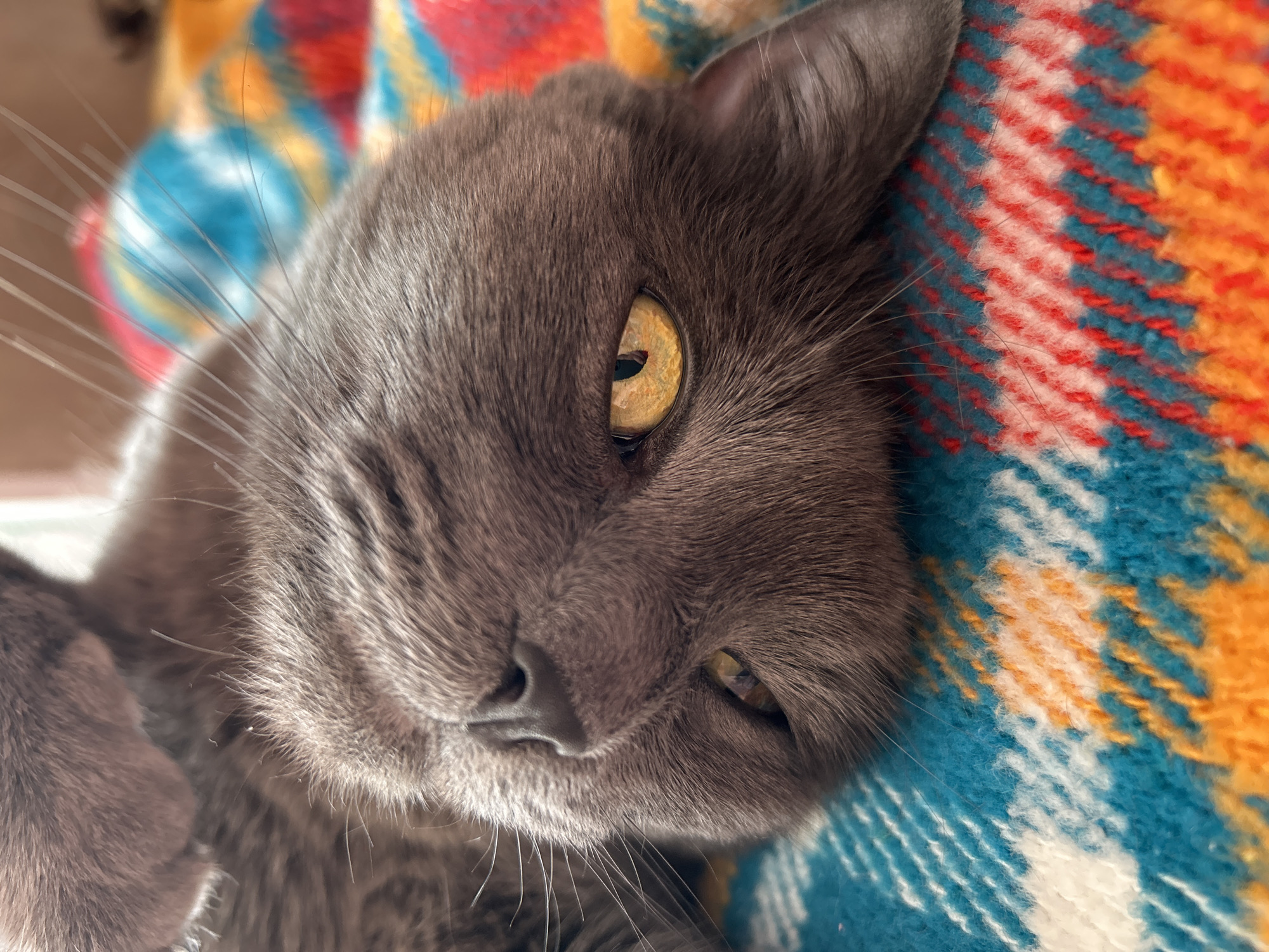 Gray cat photographed on glass surface in Bulgarian city