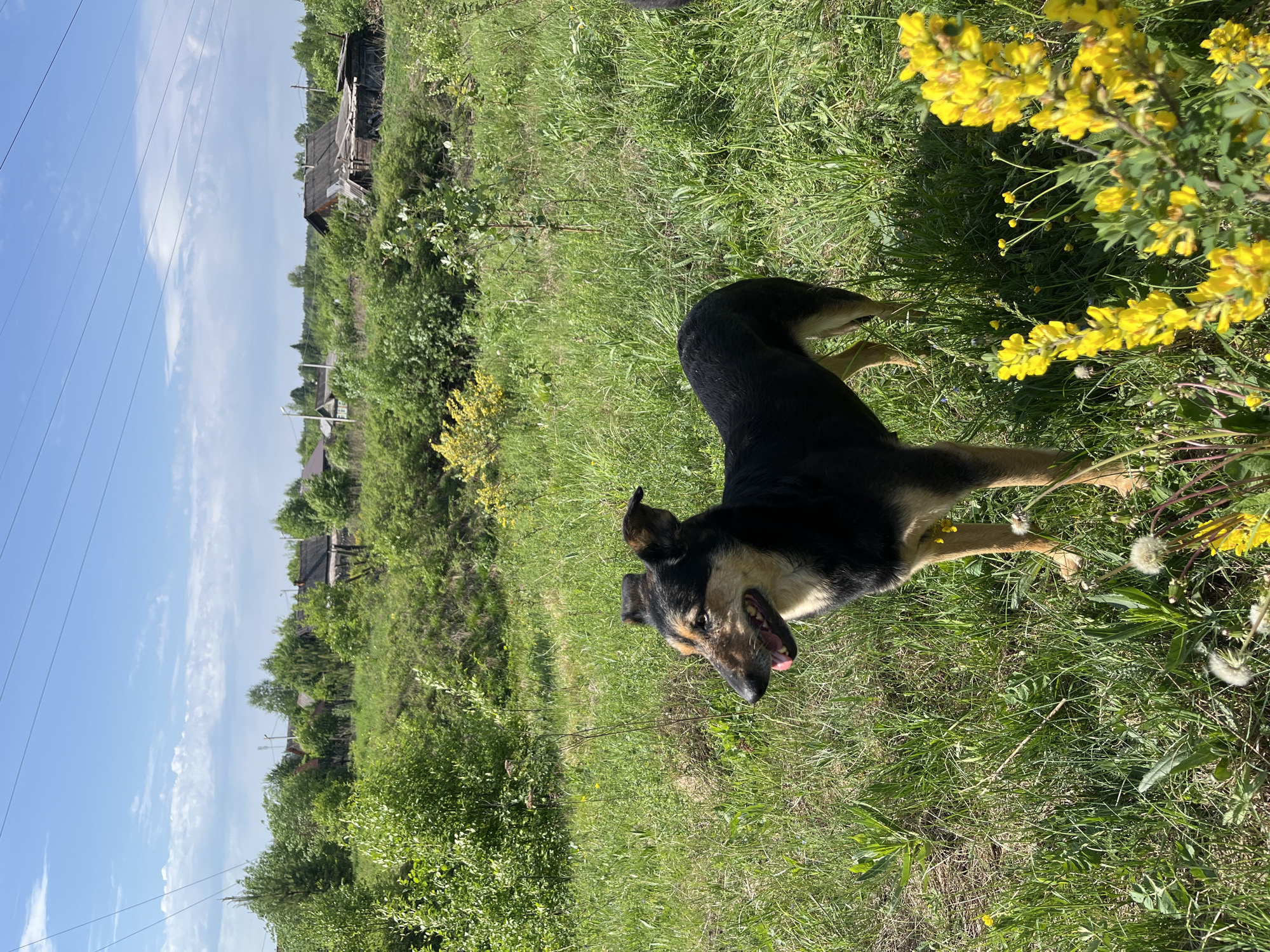 Dogs play and rest in Russian fields during early morning