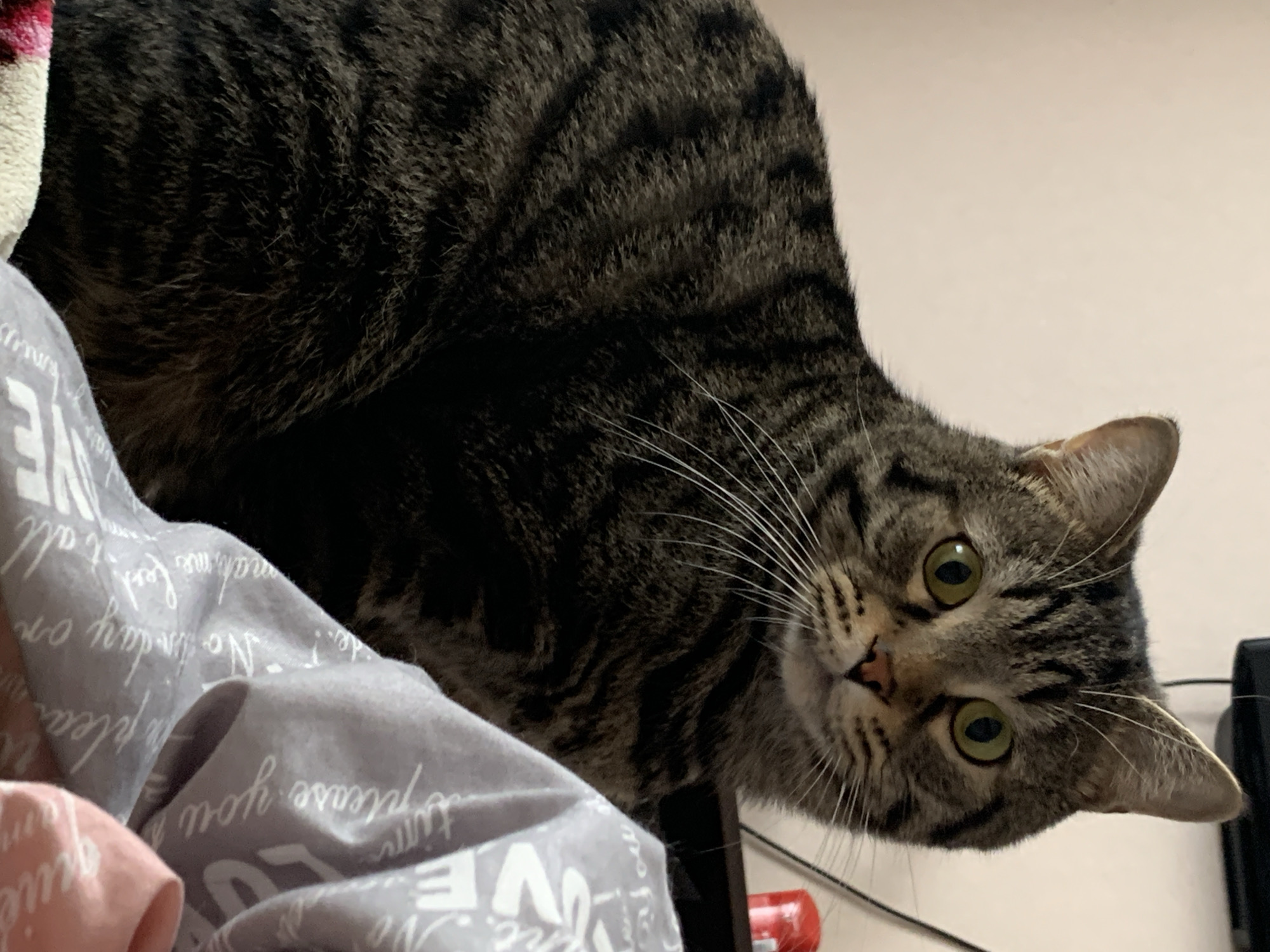 Tabby cat grooming session captured on bedding in Stavropol