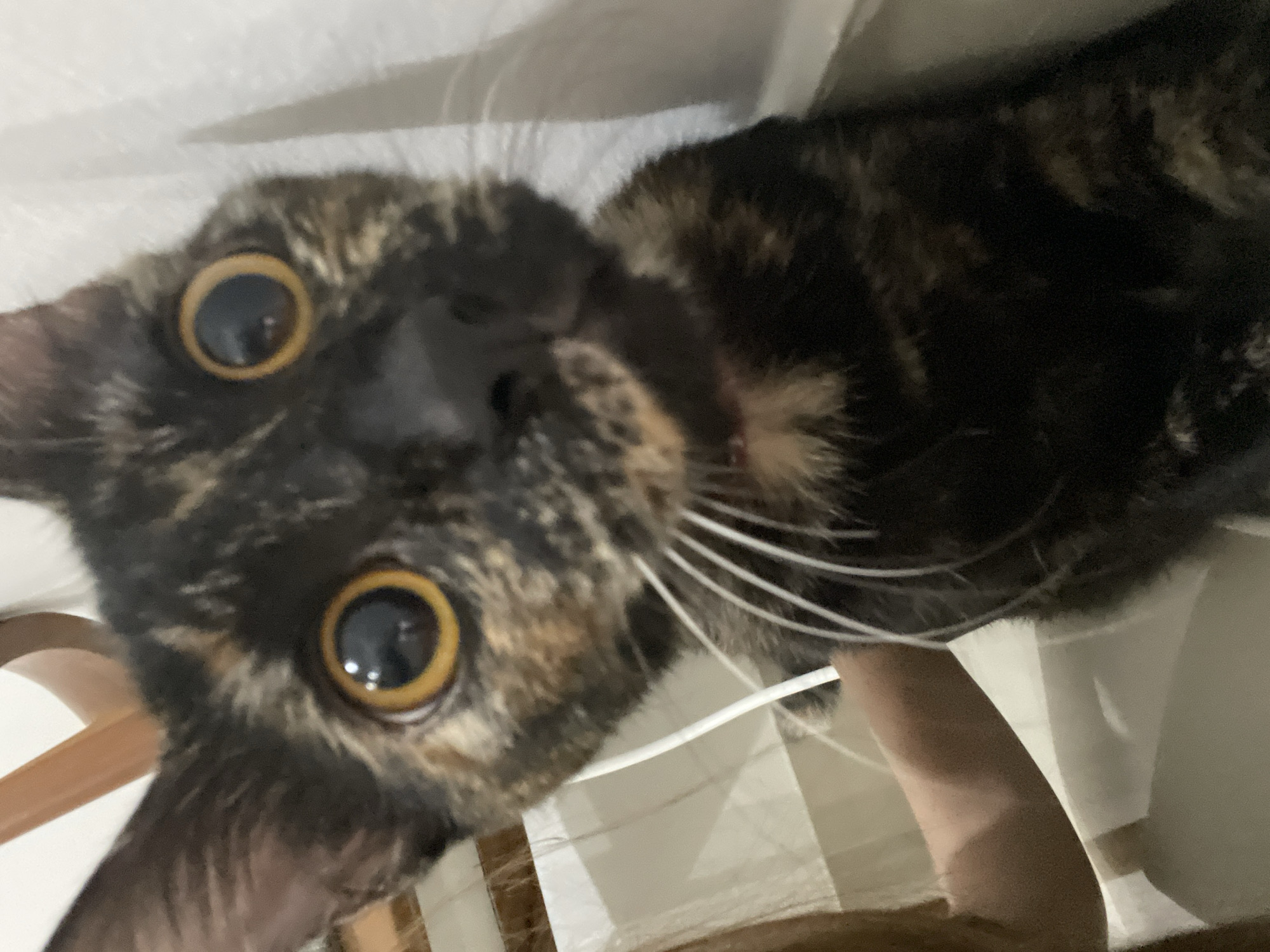 Domestic cats captured playing indoors in Denpasar homes