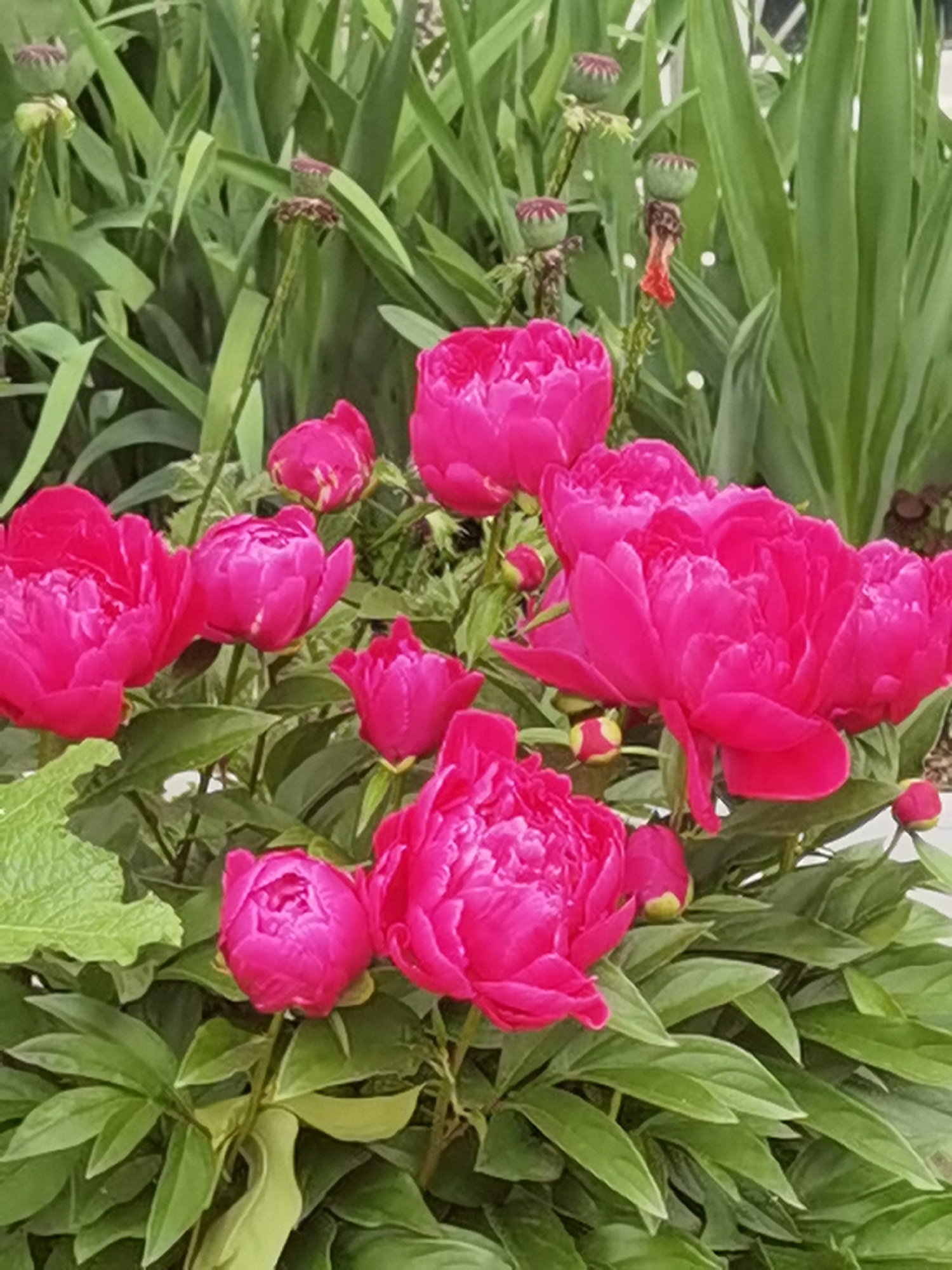 Flowers bloom amid urban scenes in Chaikovsky, Russia
