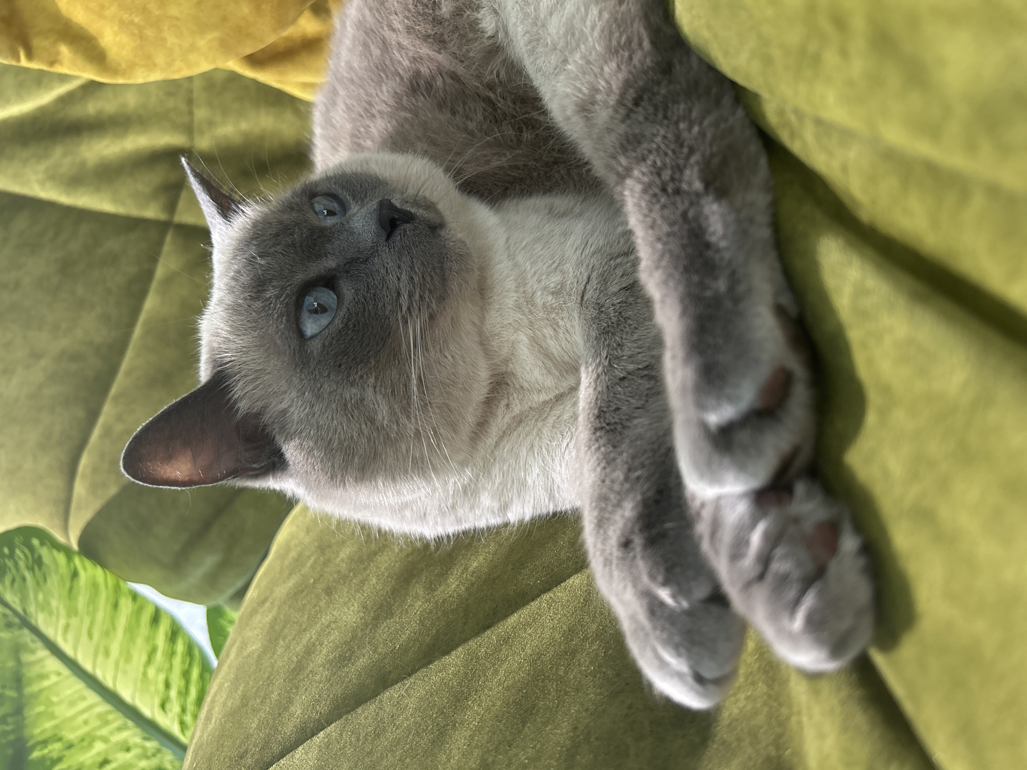 Siamese cat relaxing on a green couch, every angle covered