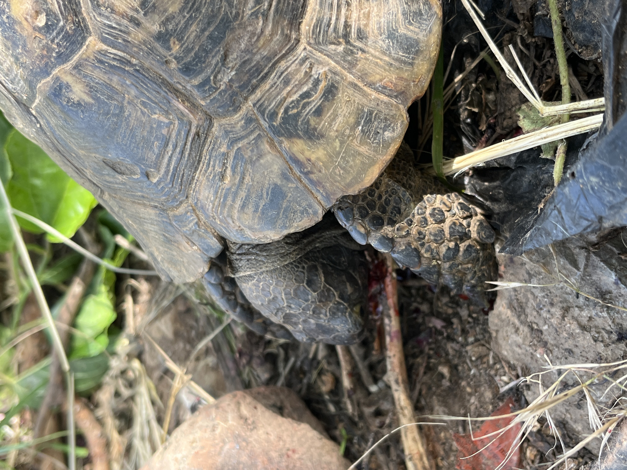Morning wildlife spotting session captures tortoises, cat in Alanya