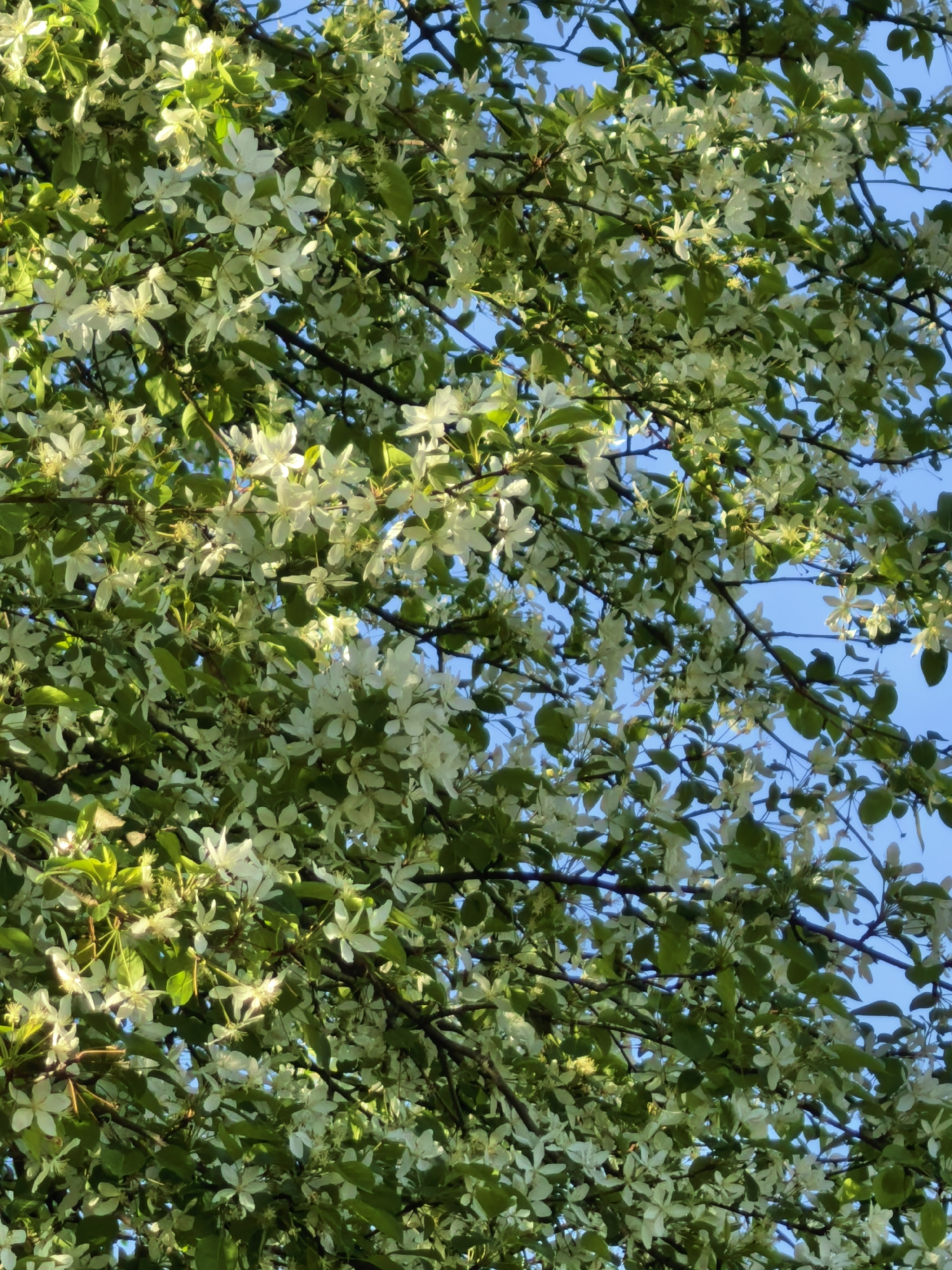 Spring blooms documented across Sterlitamak parks during May afternoon