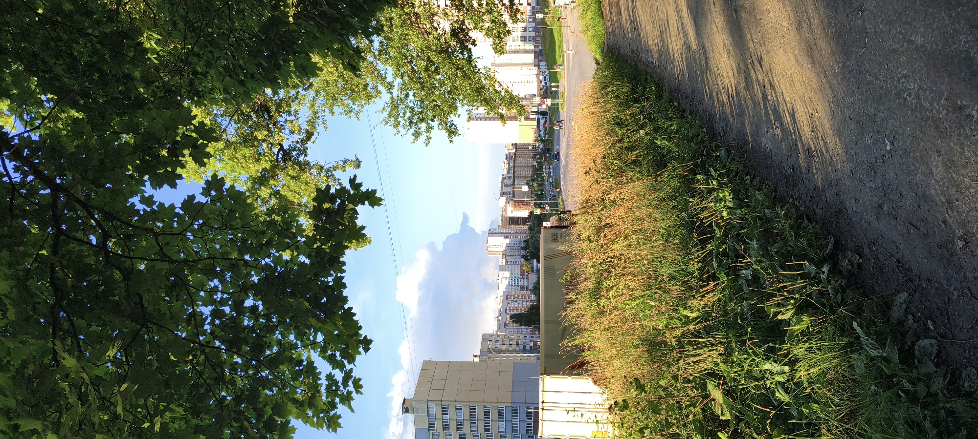 Afternoon stroll through a leafy urban residential area