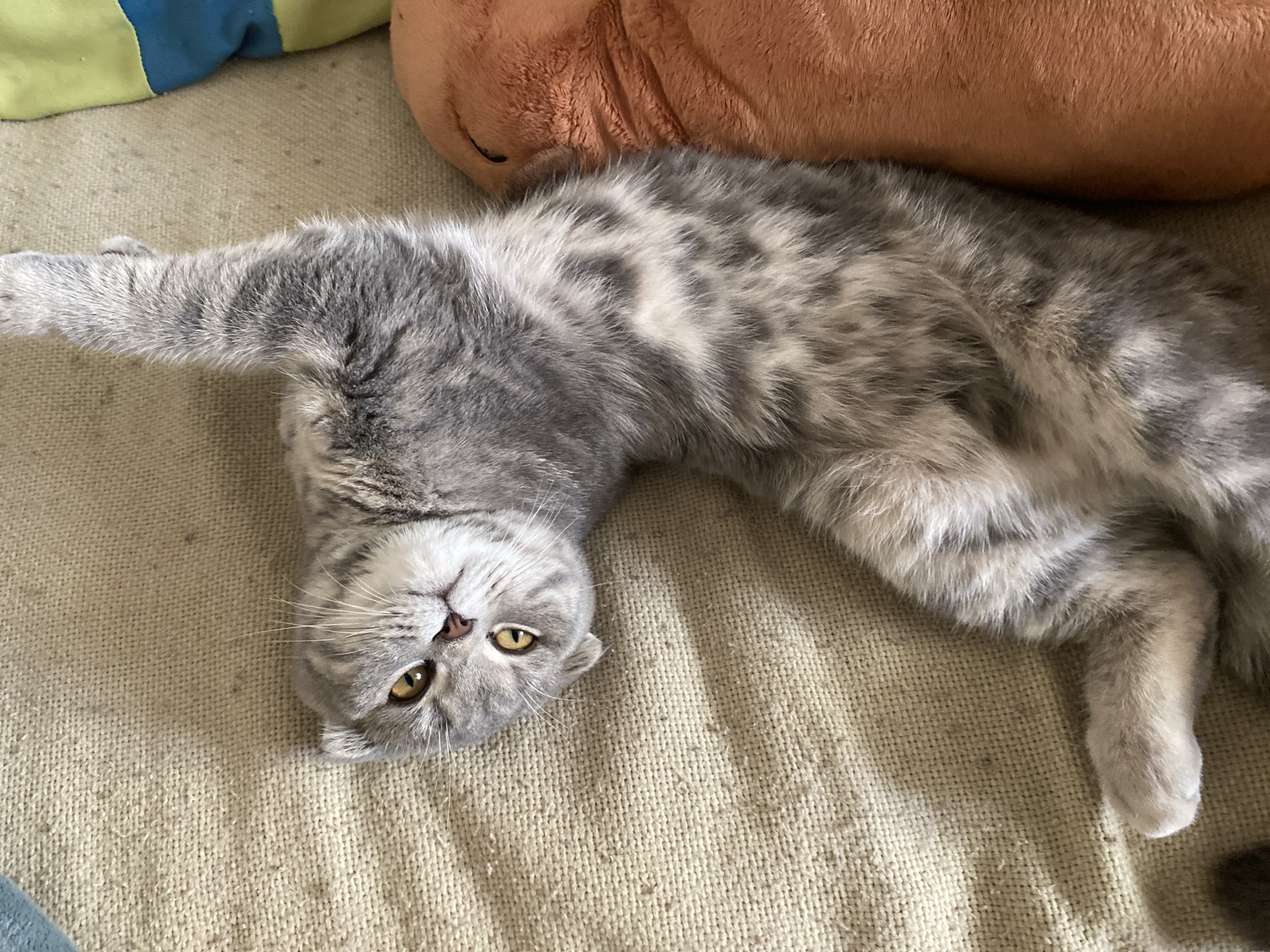 Lazy afternoon at home in Votkinsk, pets and selfies