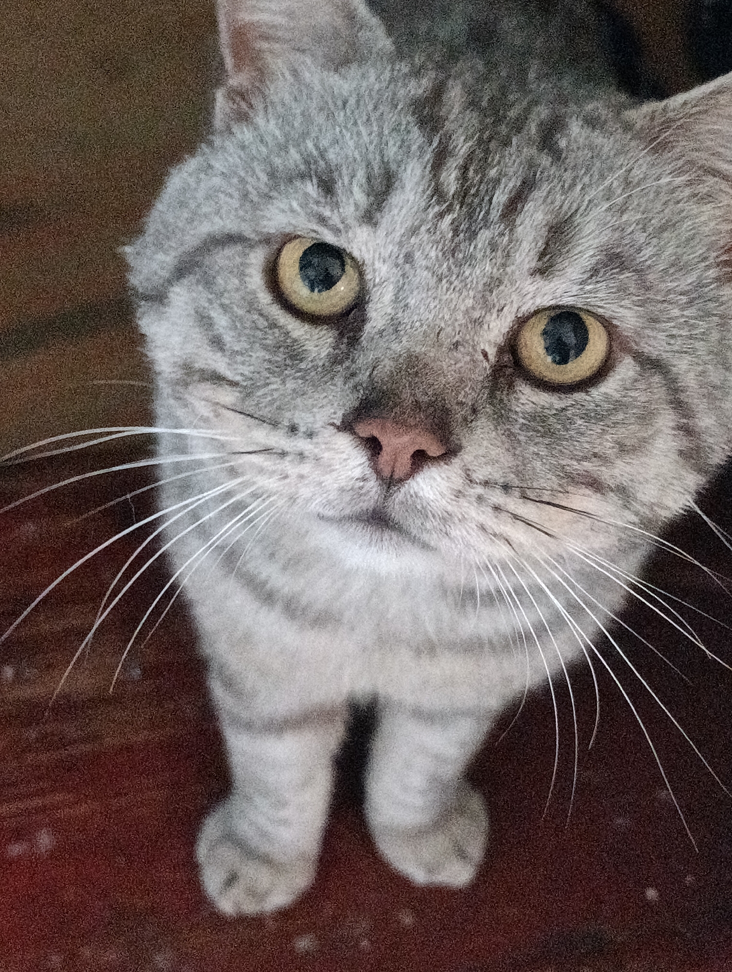 Afternoon scenes with tabby cat and garden in Chernihiv