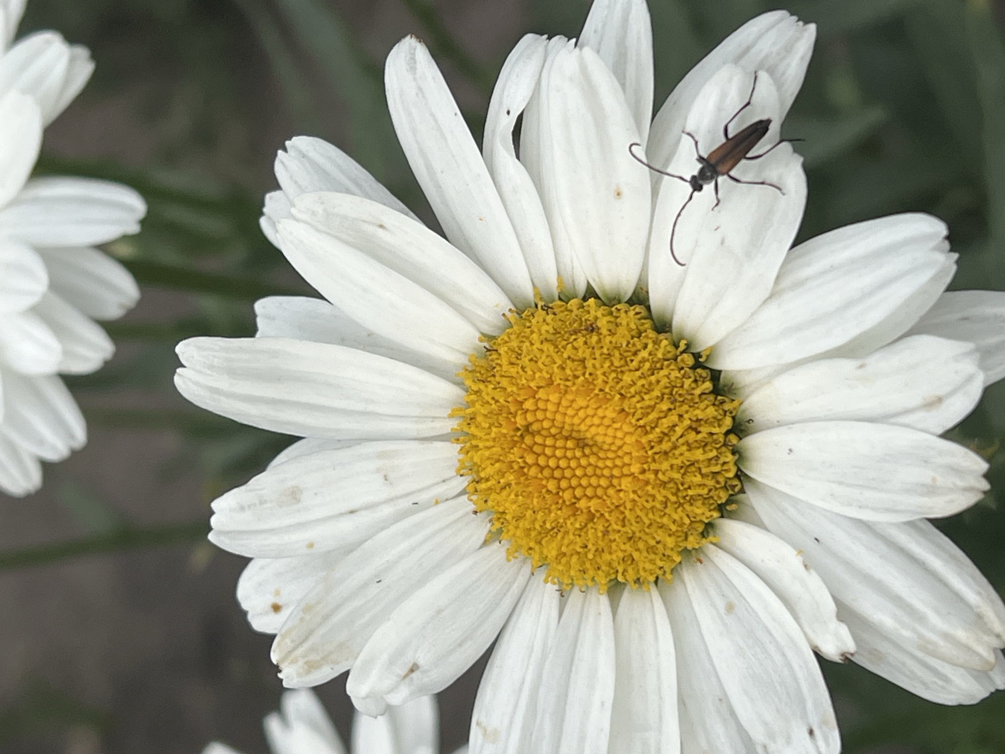 Summer backyard day in Biysk: pool, cats, and garden in bloom