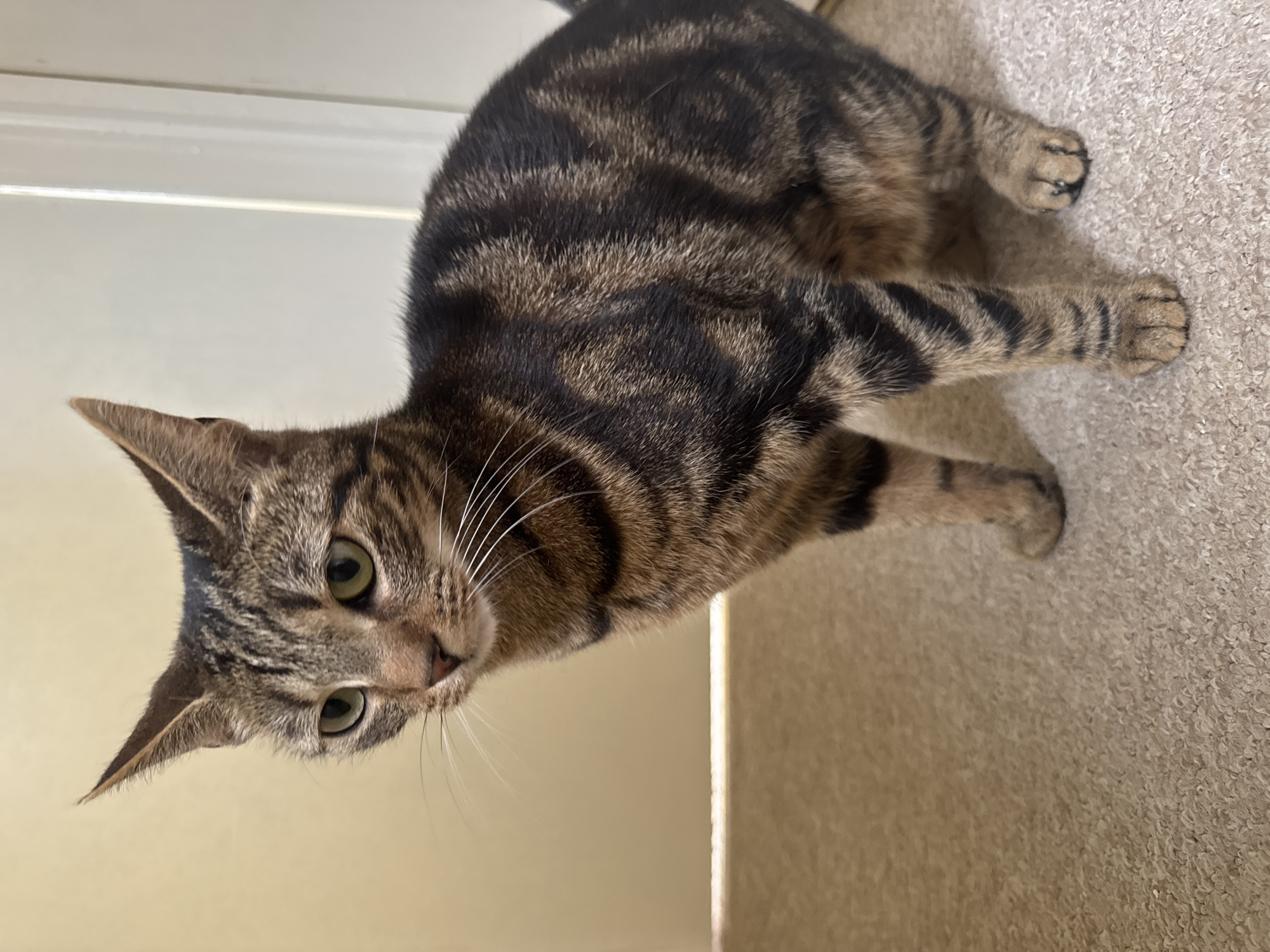 Brown tabby cat photographed in Desborough home