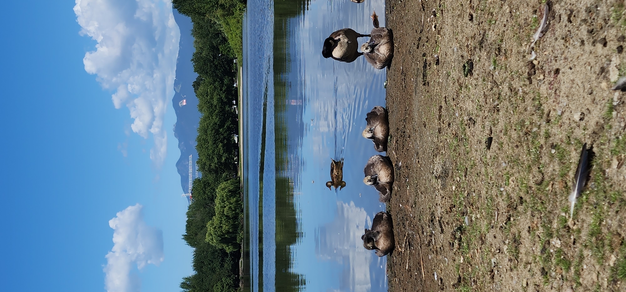 Geese, ducks, and their young along a posted lakeshore