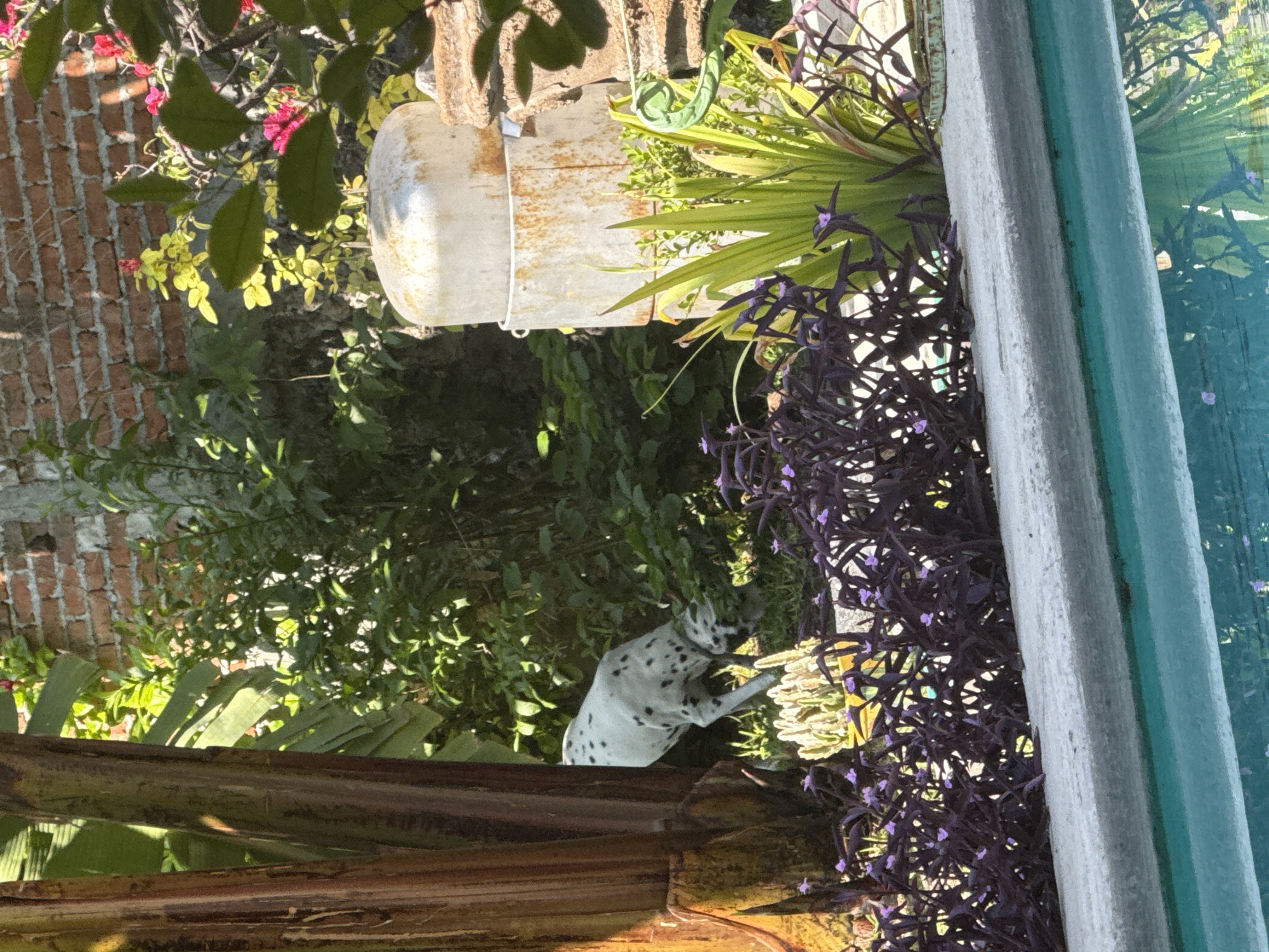 Dalmatian spotted climbing banana tree in Mexican yard